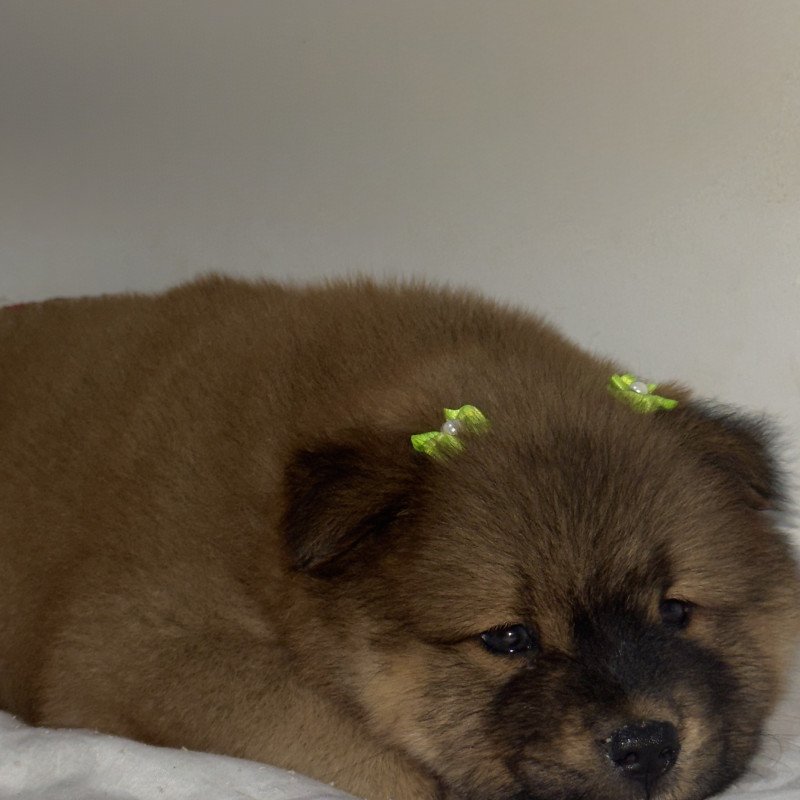 Linda bebezinha Chow Chow - Foto 1