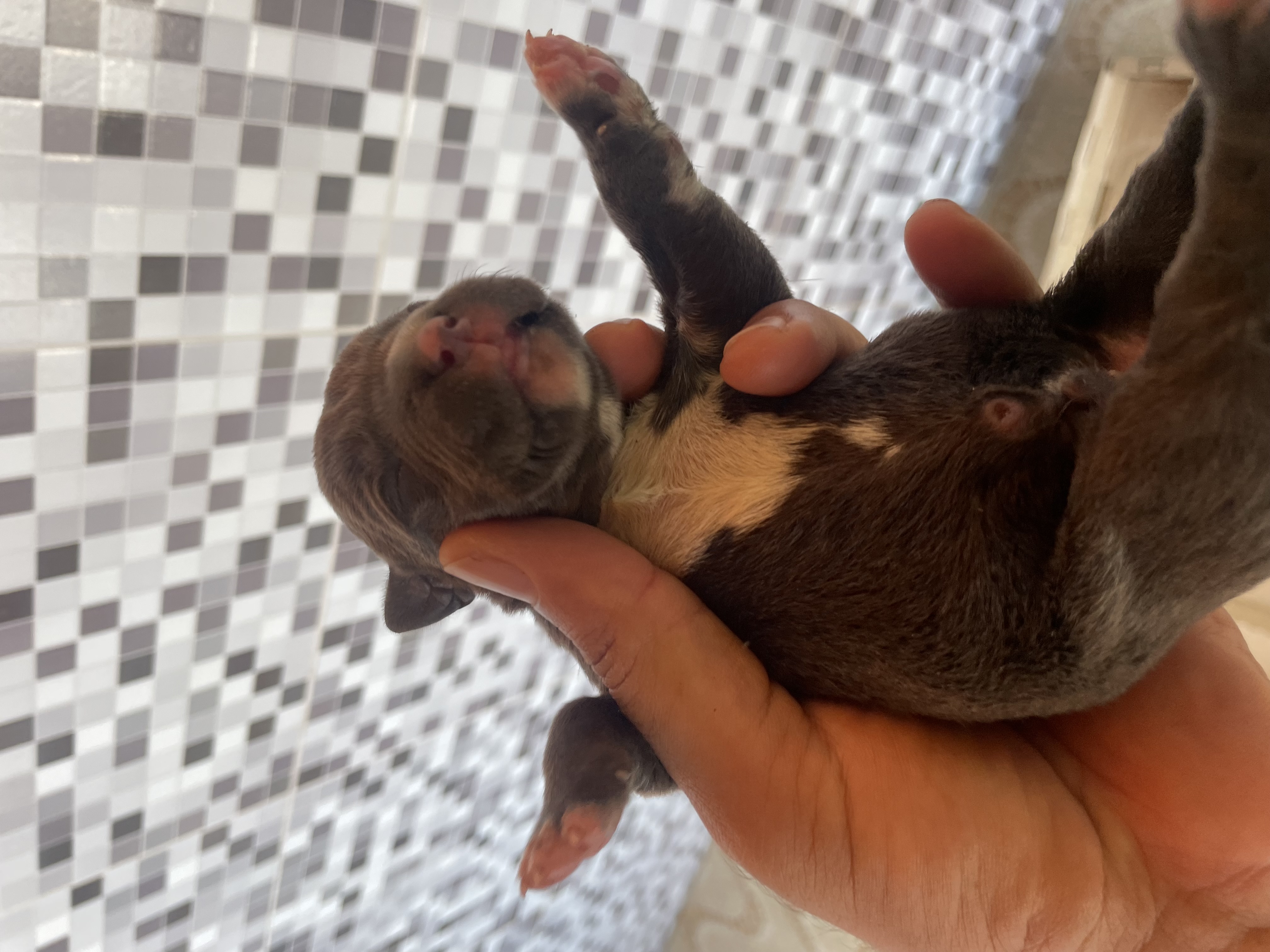 Cane Corso - Foto 2