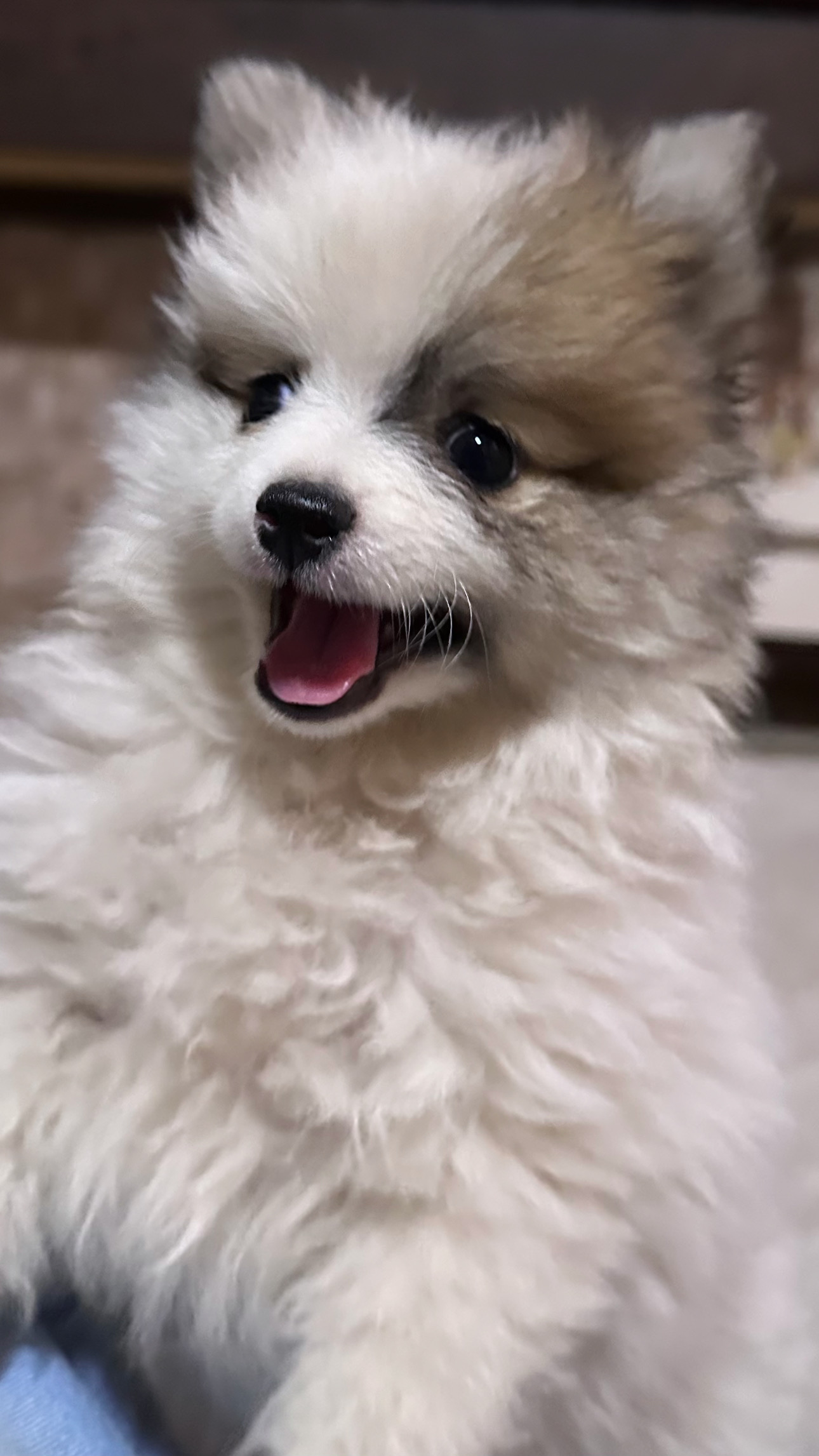 Spitz Alemão - Foto 2