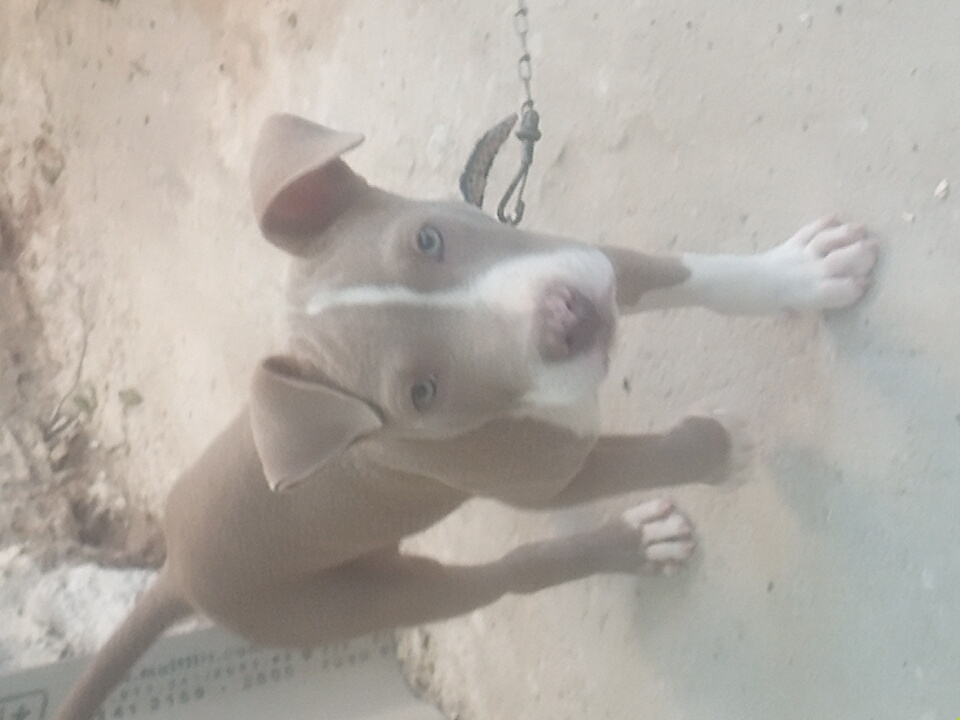 Cachorrinho pitbull  - Foto 1