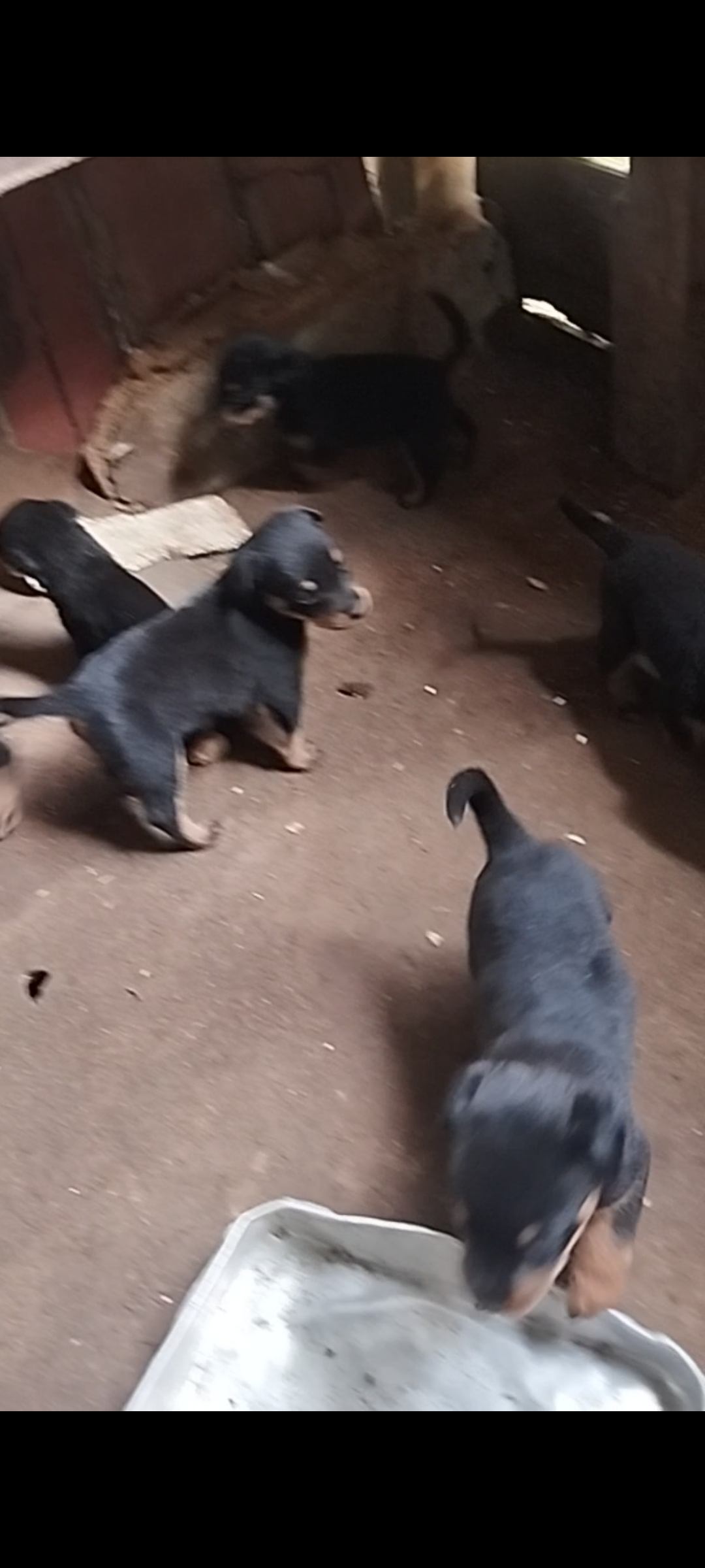 Rottweiler - Foto 3