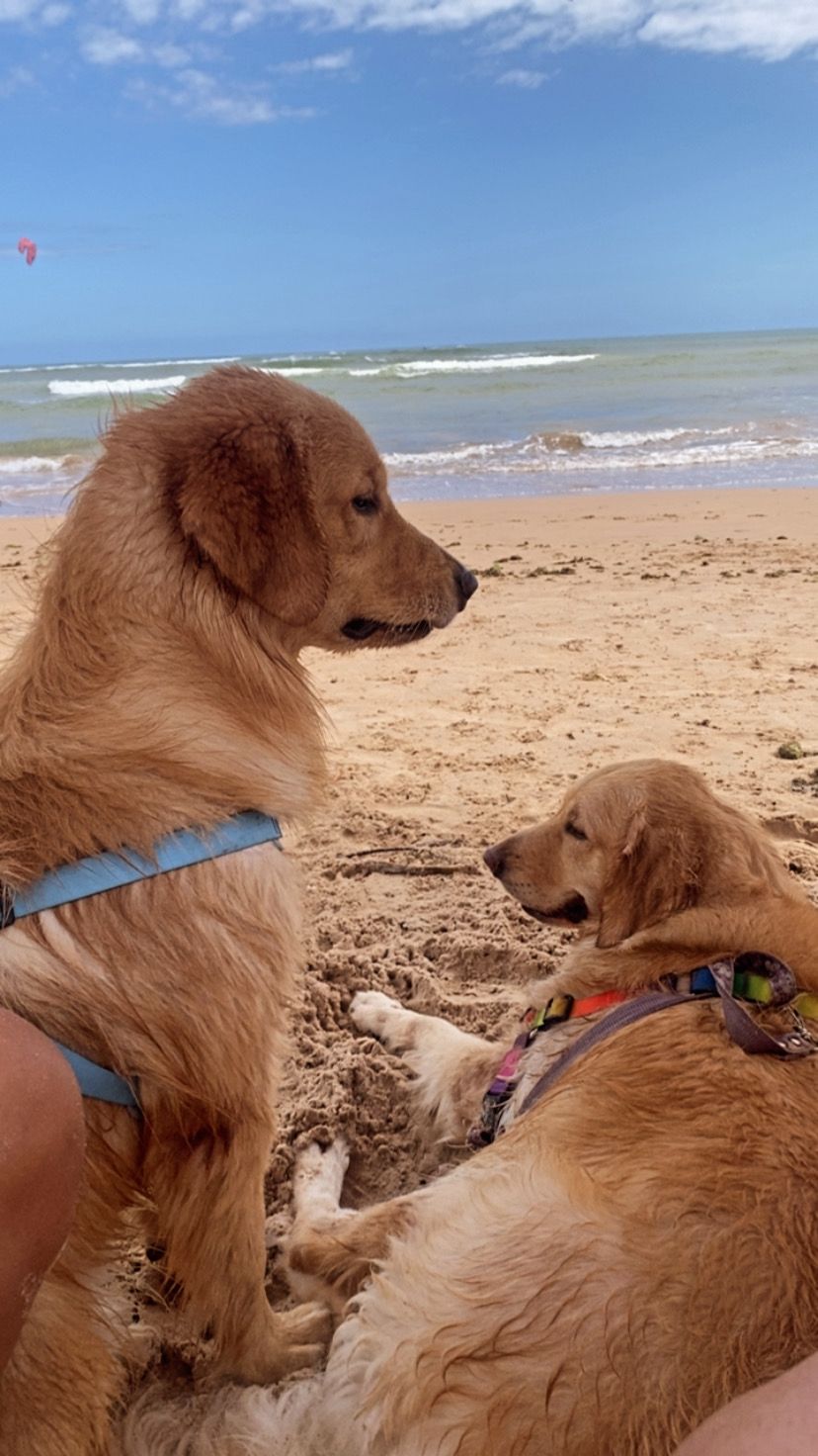 Filhote Golden Retriever  - Foto 5