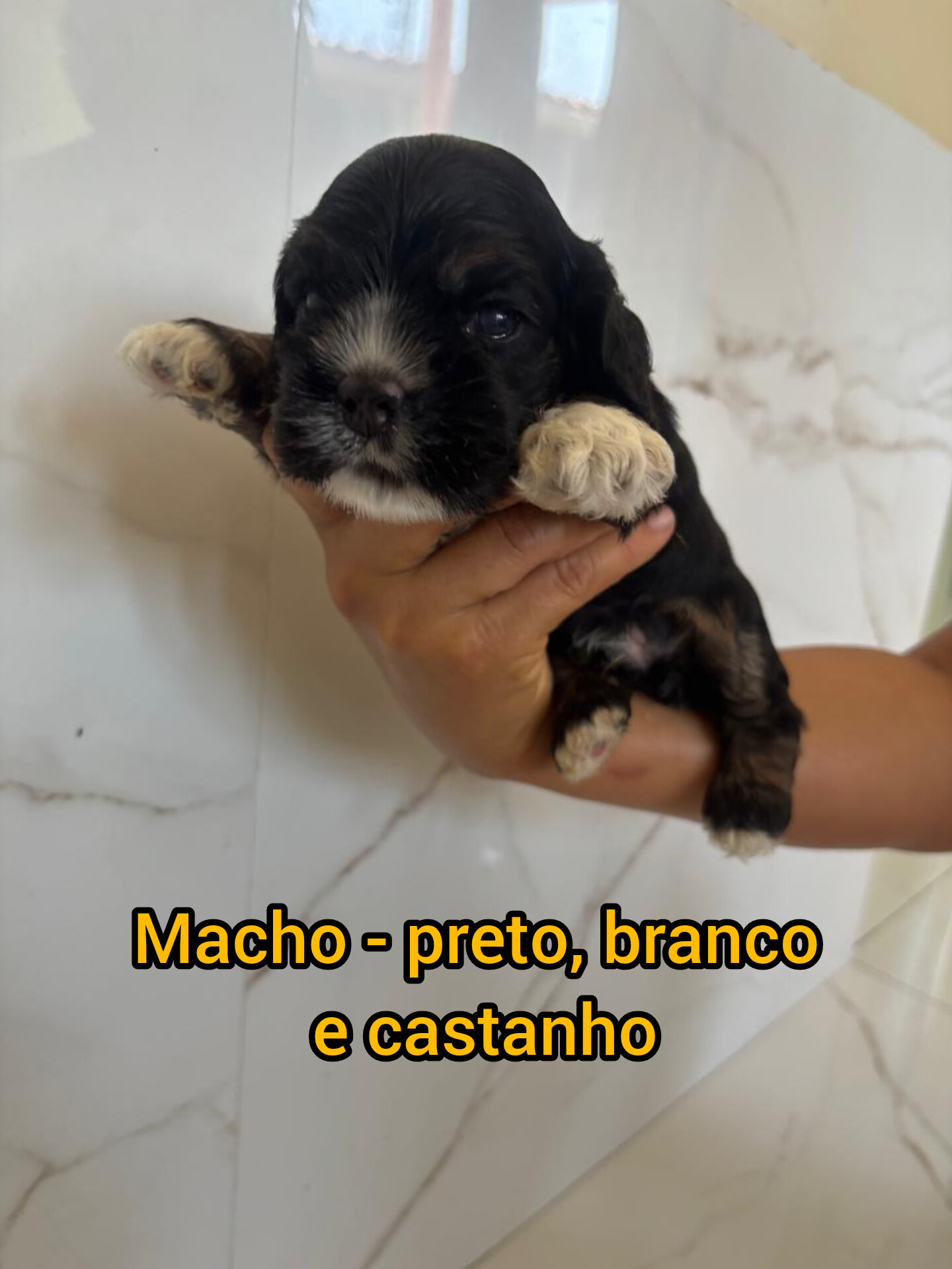 Cocker Americano - Foto 3