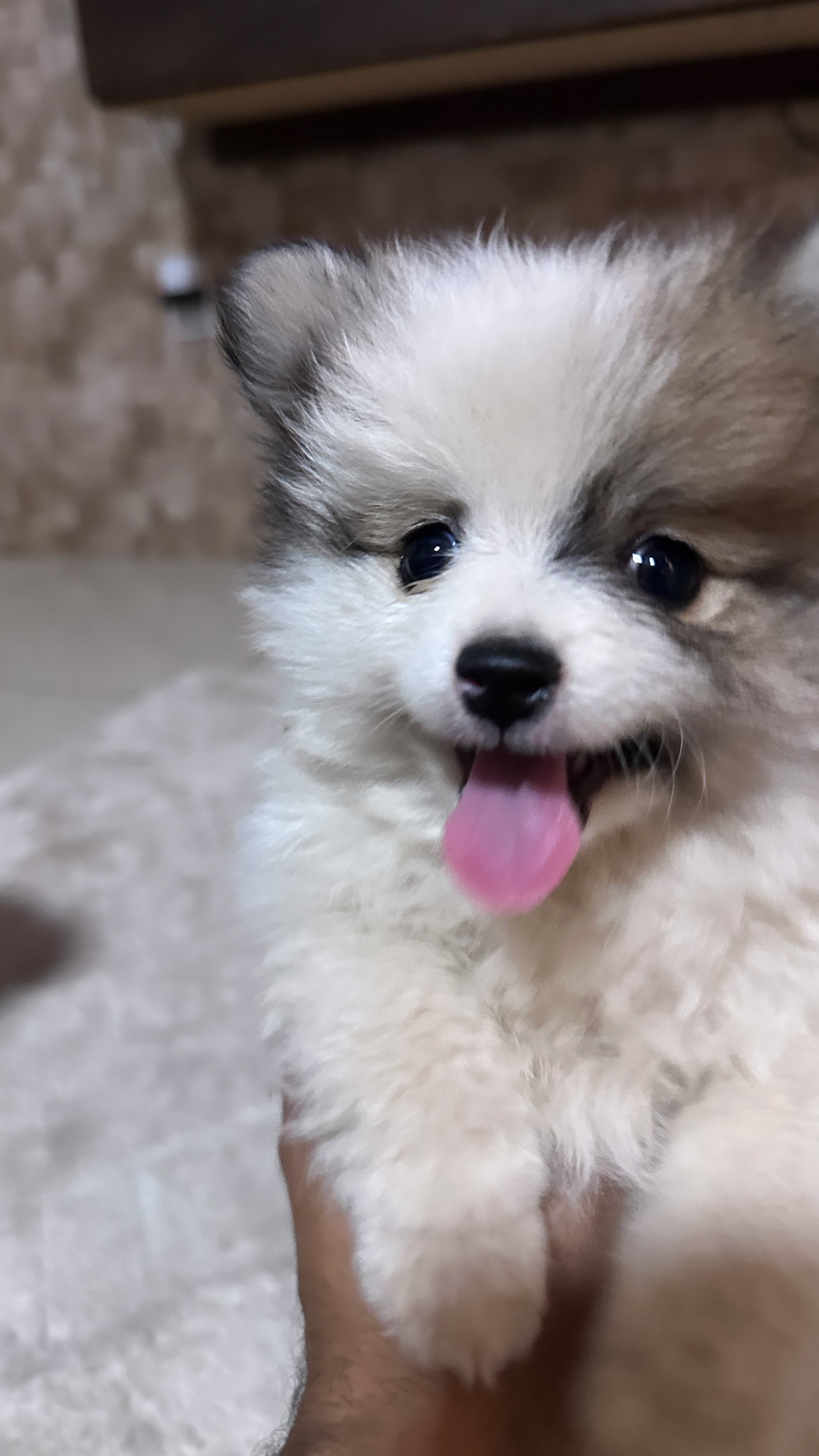 Spitz Alemão - Foto 1