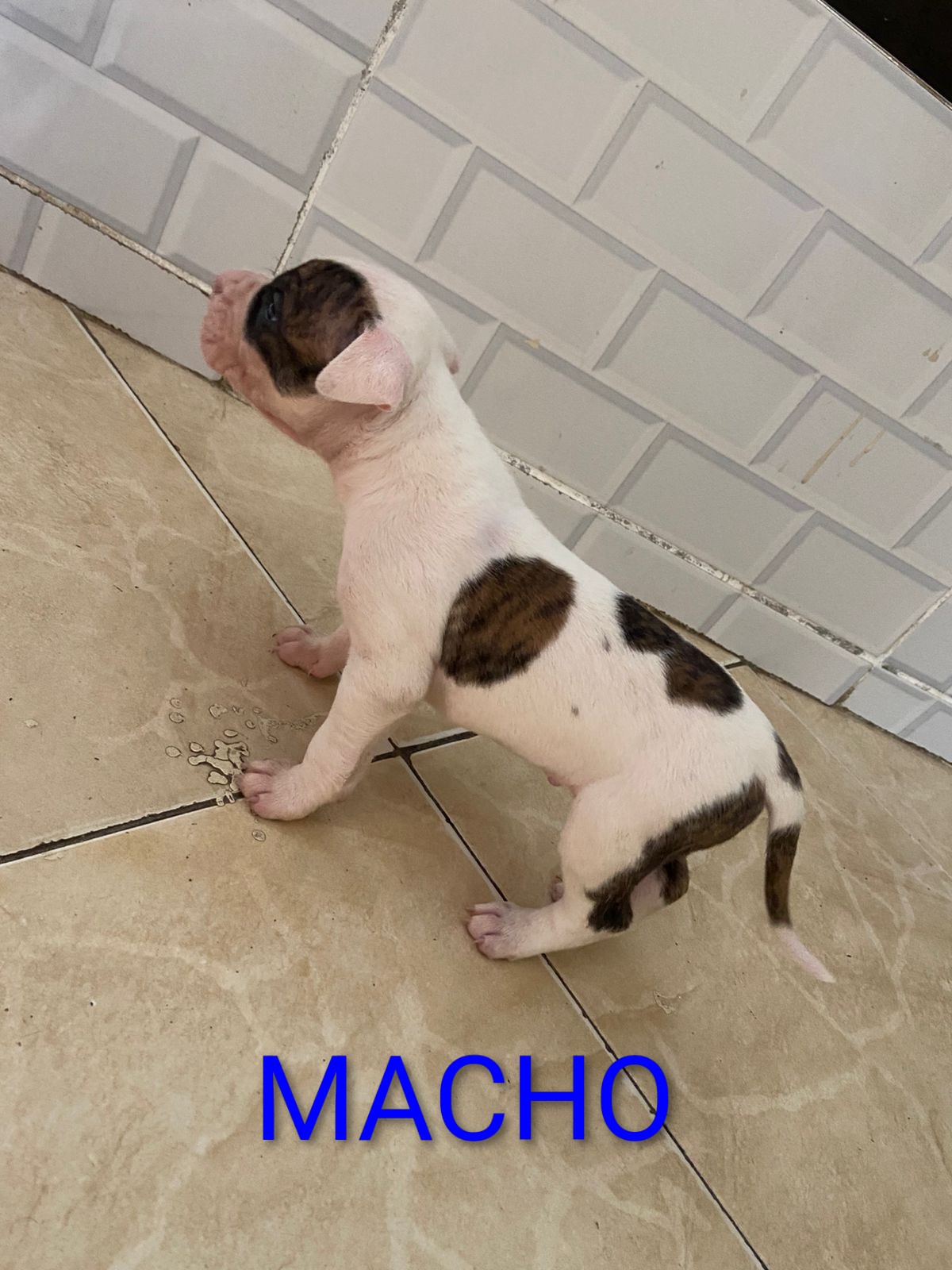 American Pitbull terrier  - Foto 1