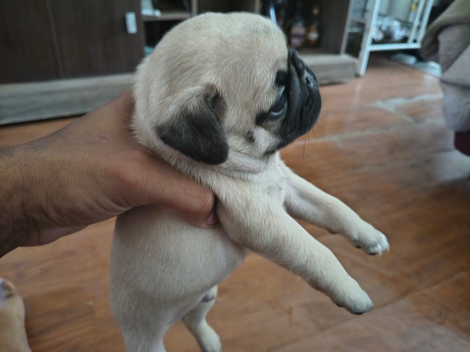 Vendo filhote de pug - Foto 2
