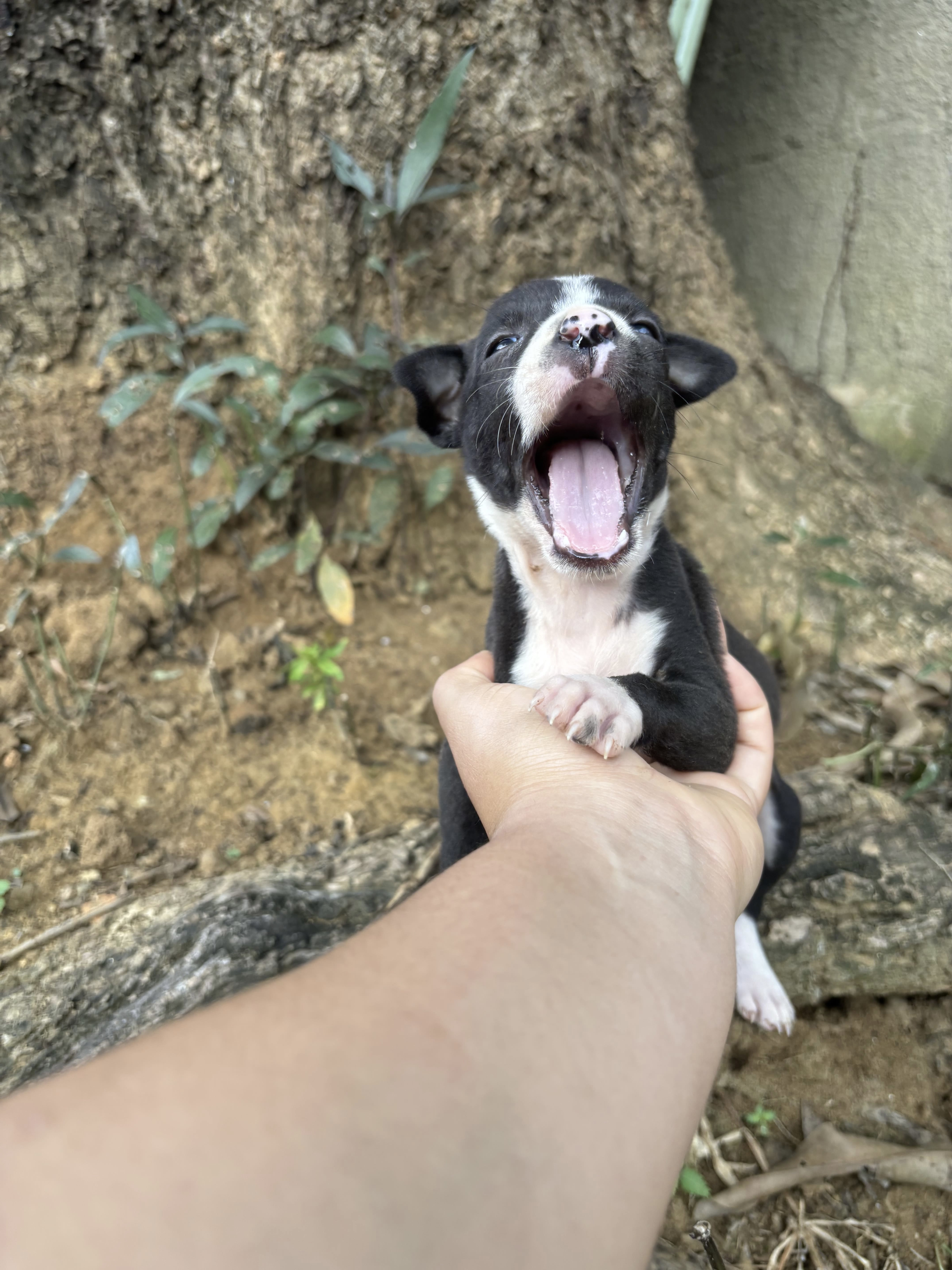 ADOÇÃO RESPONSÁVEL  - Foto 1