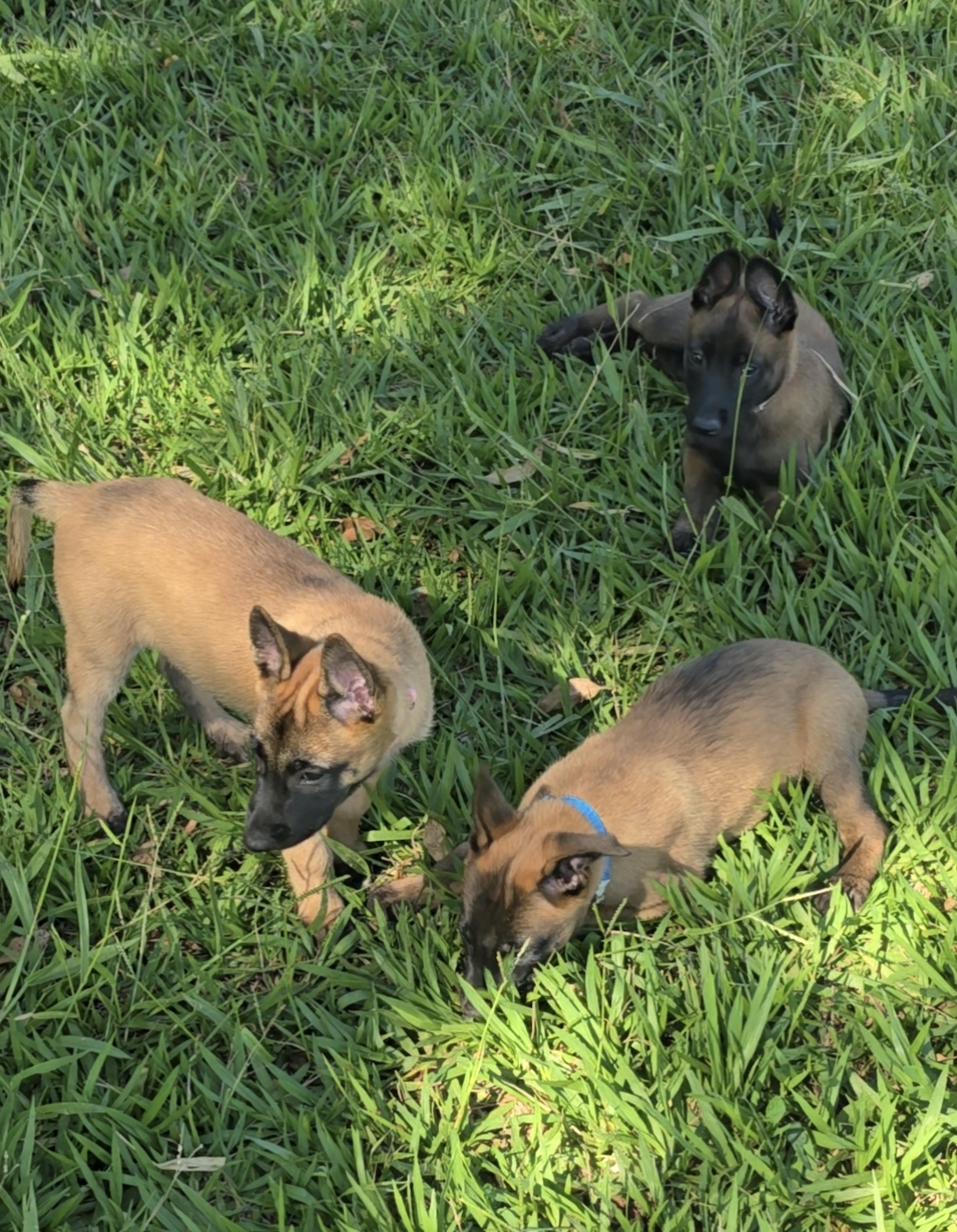 Pastor Belga Malinois - Foto 2