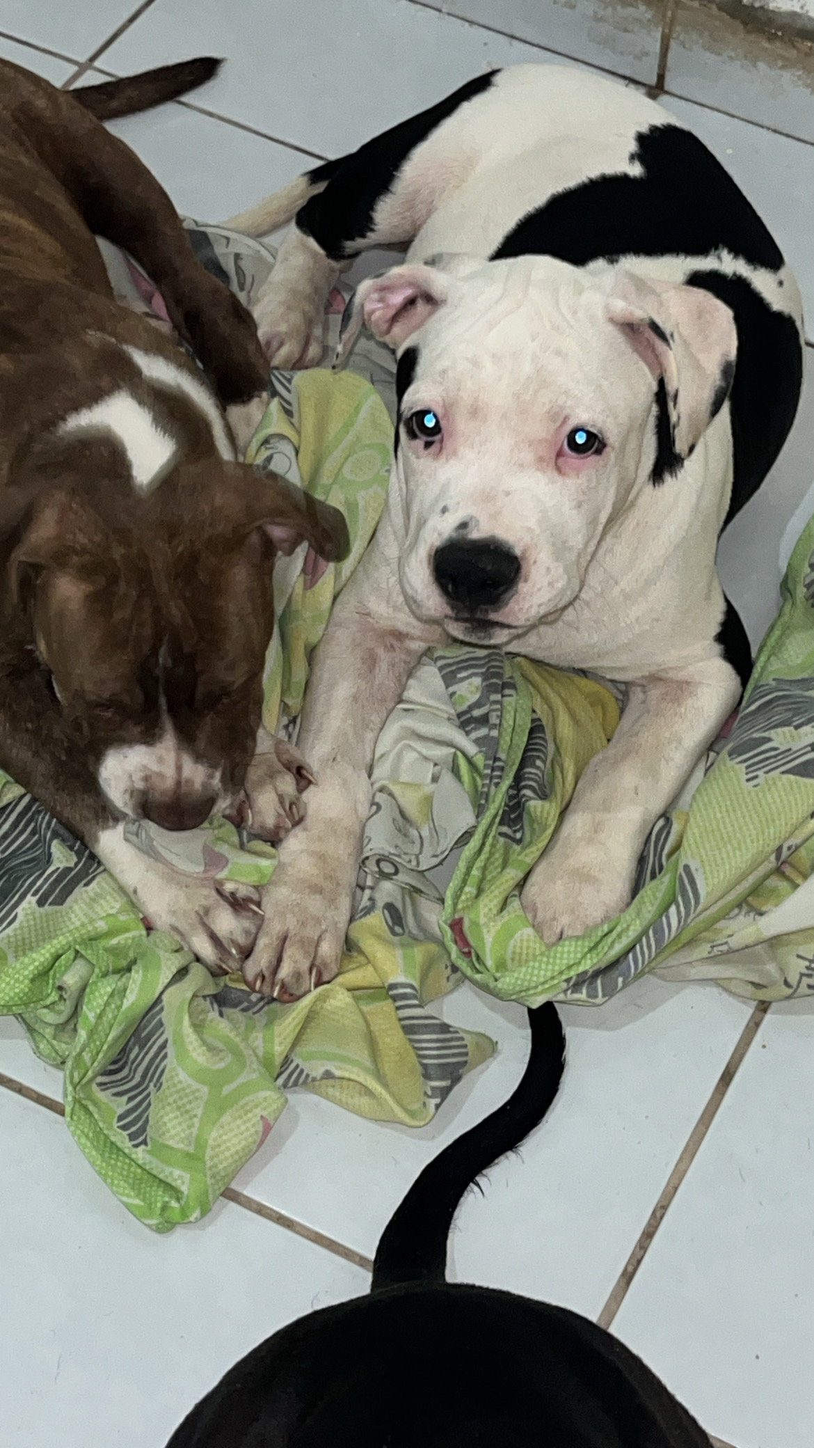 Filhotes pit monster e american bully - Foto 2