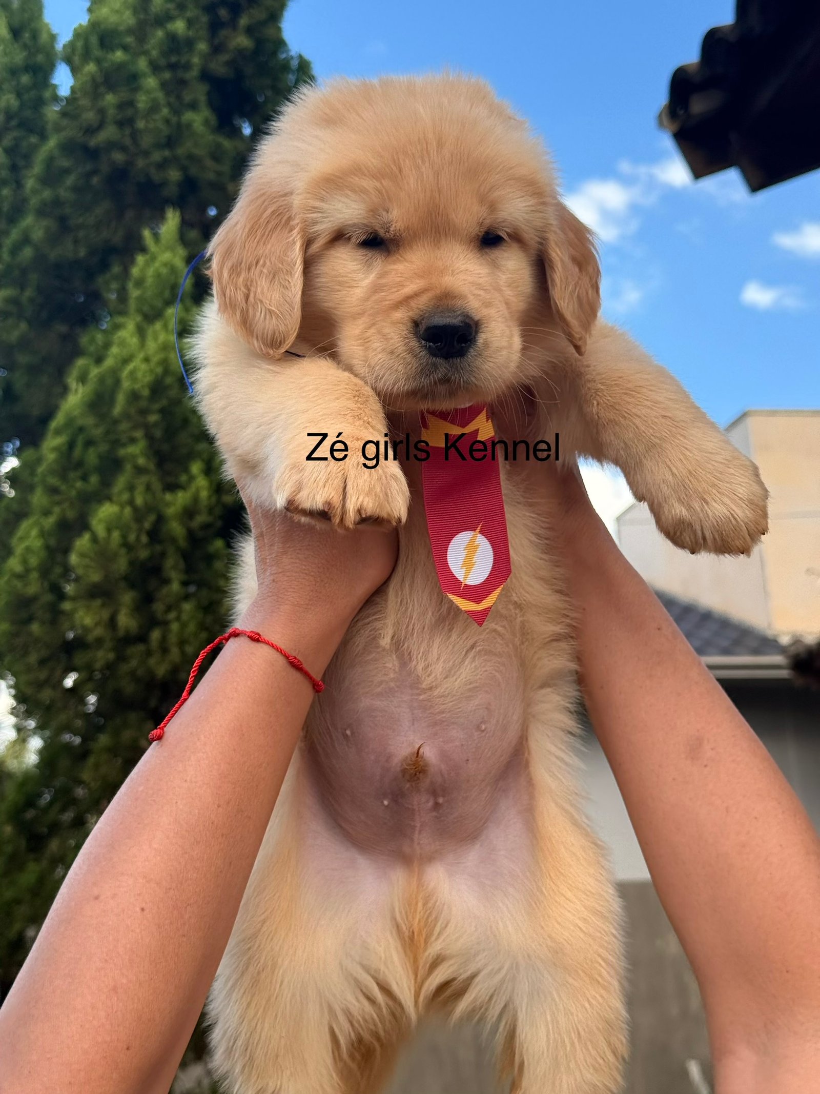 Golden retriever - Foto 1