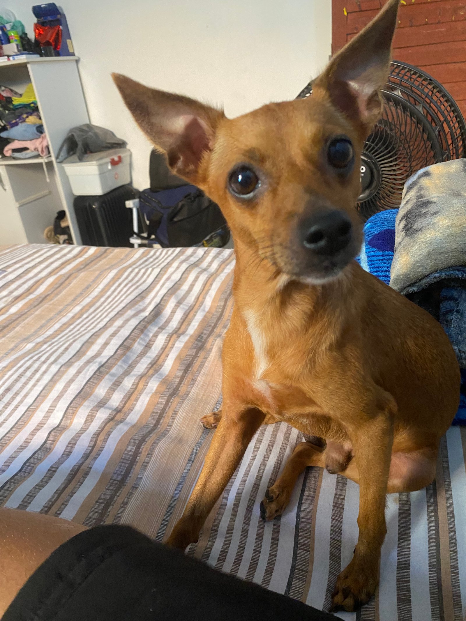 Filhotes de Pinscher fêmeas  - Foto 4