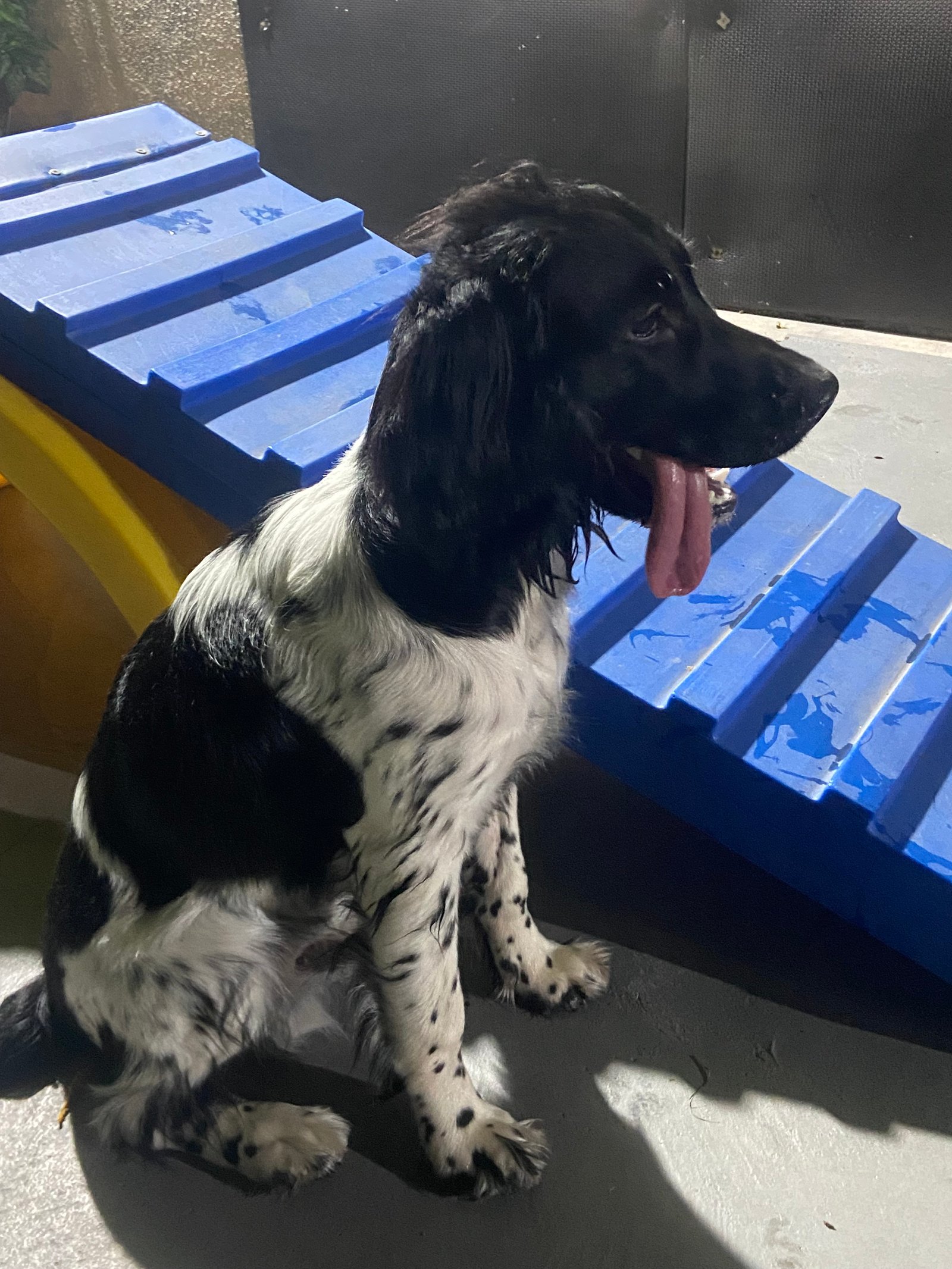Cocker Spaniel  - Foto 1
