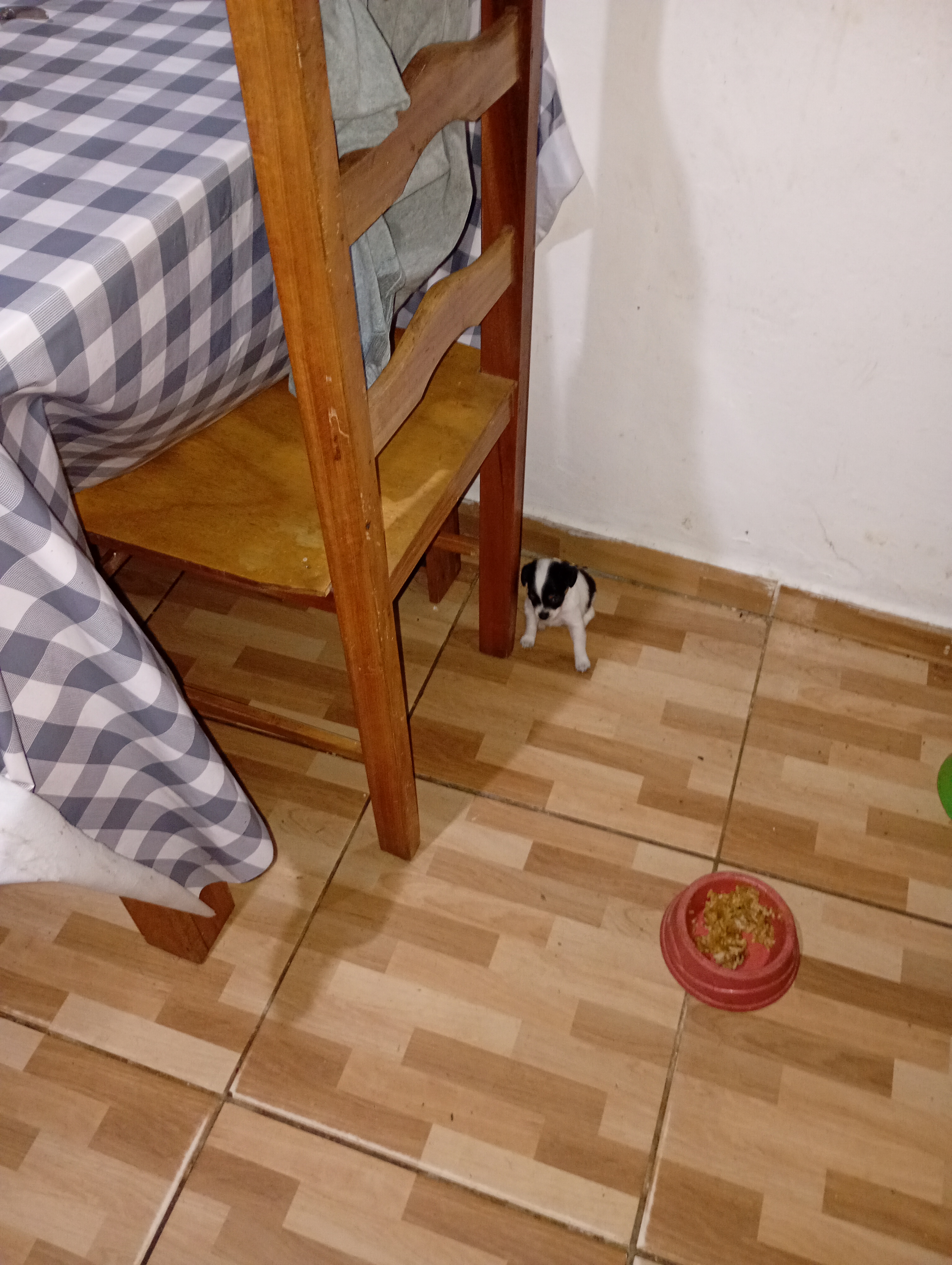 Pincher fêmea  - Foto 1