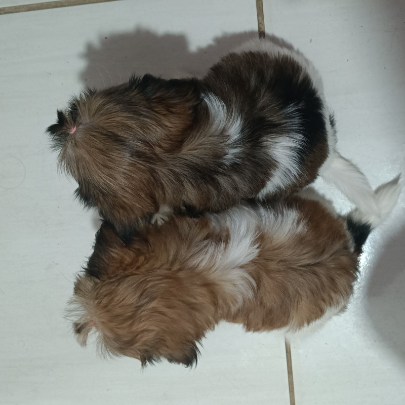 Vendo duas filhotes de Shitzu - Foto 4