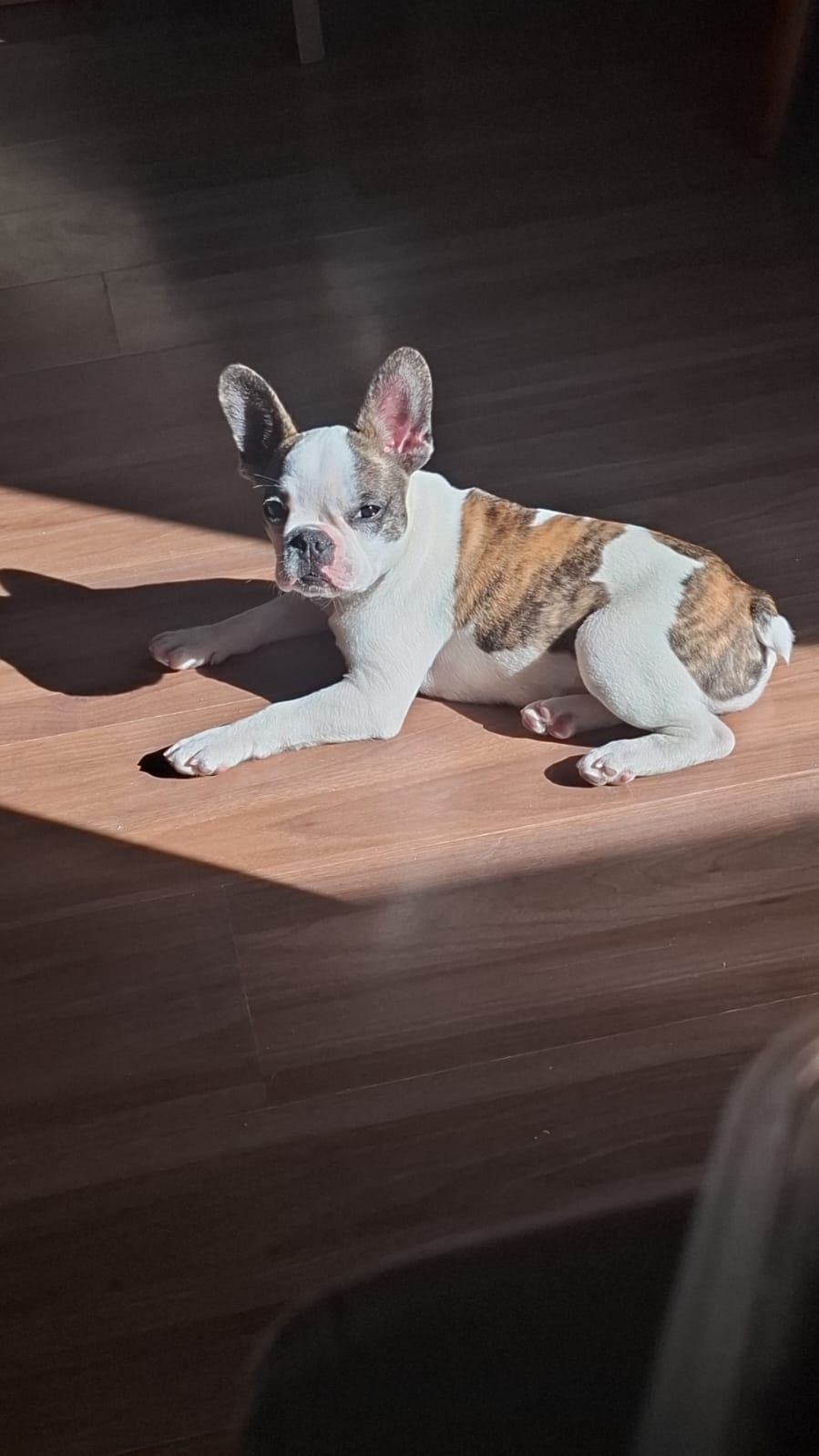 Buldogue Francês - Foto 1