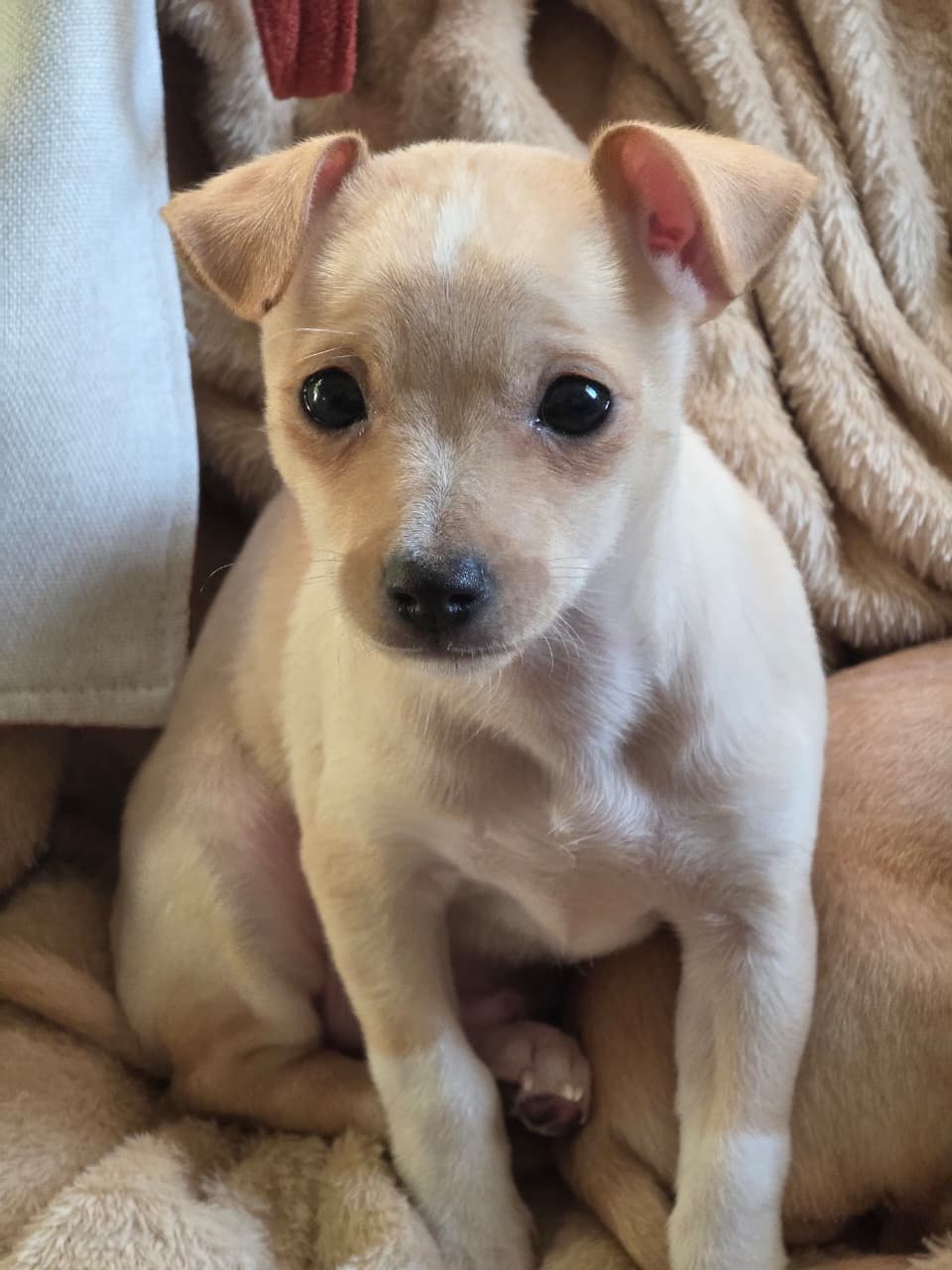 PINSCHER  - Foto 1