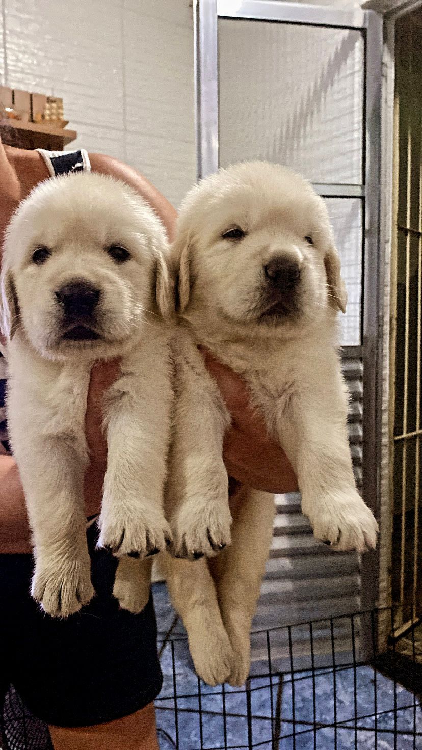 Filhote Golden Retriever  - Foto 1