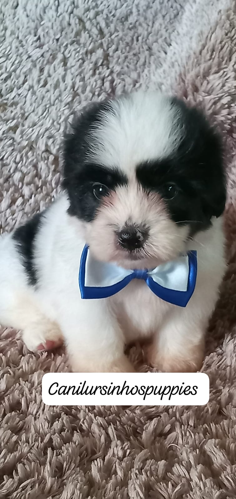 lhasa apso garanta  o seu  #canilursinhospuppies garanta já o seu ! - Foto 4