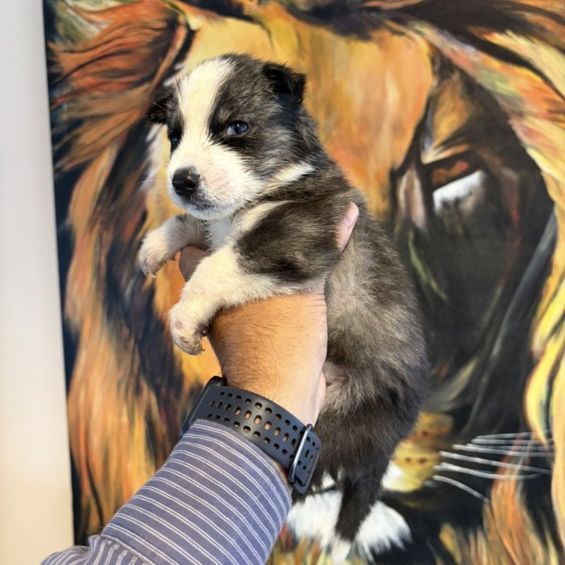 Filhotes de Husky Siberiano com 30 dias de nascidos - Foto 1