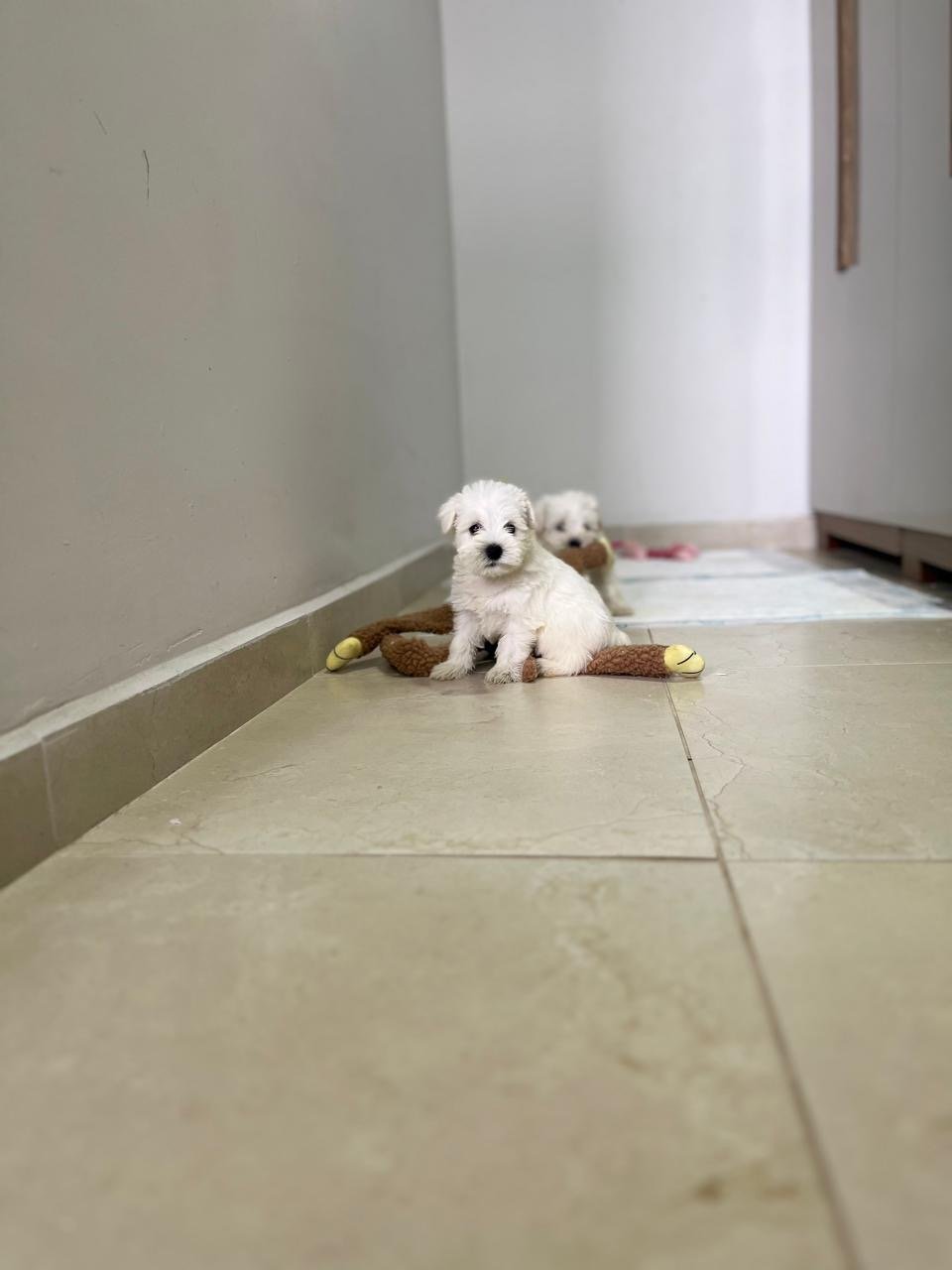 Filhotes de schnauzer disponíveis  - Foto 4