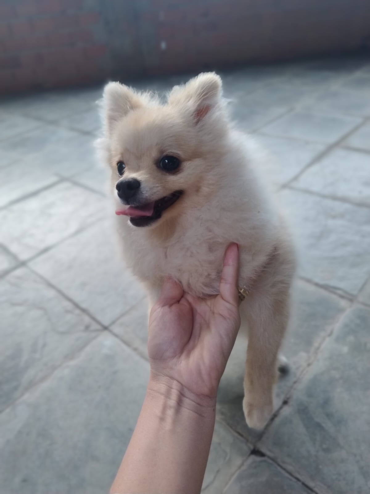 Lulu da Pomerânia  - Foto 1