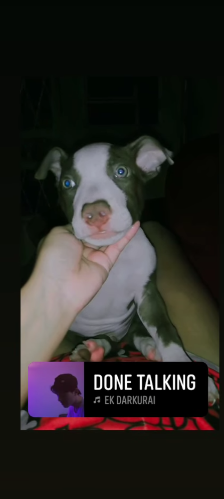 Pitbull 2 meses  - Foto 1
