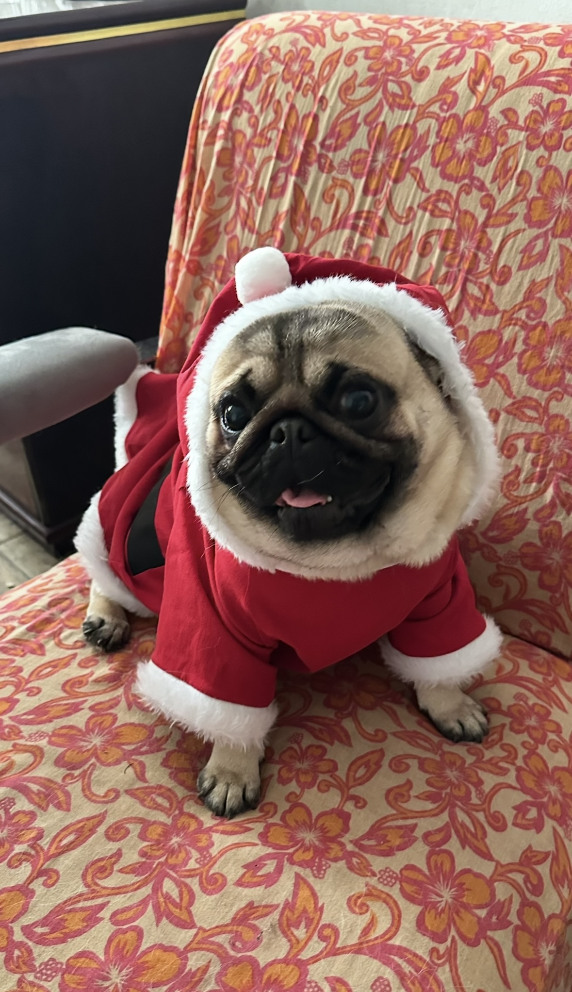 Pug com pedigree 2 anos Cobro de 500 a 600, podemos negociar valor qualquer coisa. - Foto 2
