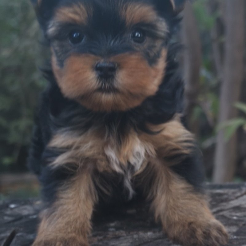Lindos Filhotes de Yorkshire com Pedigree - Foto 1