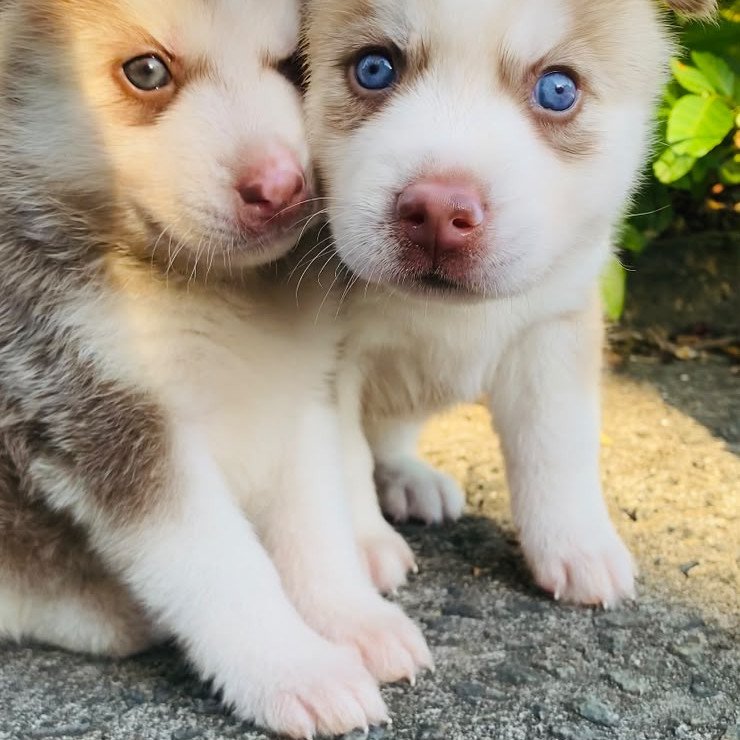 Lindos filhotes de Huski - Foto 4
