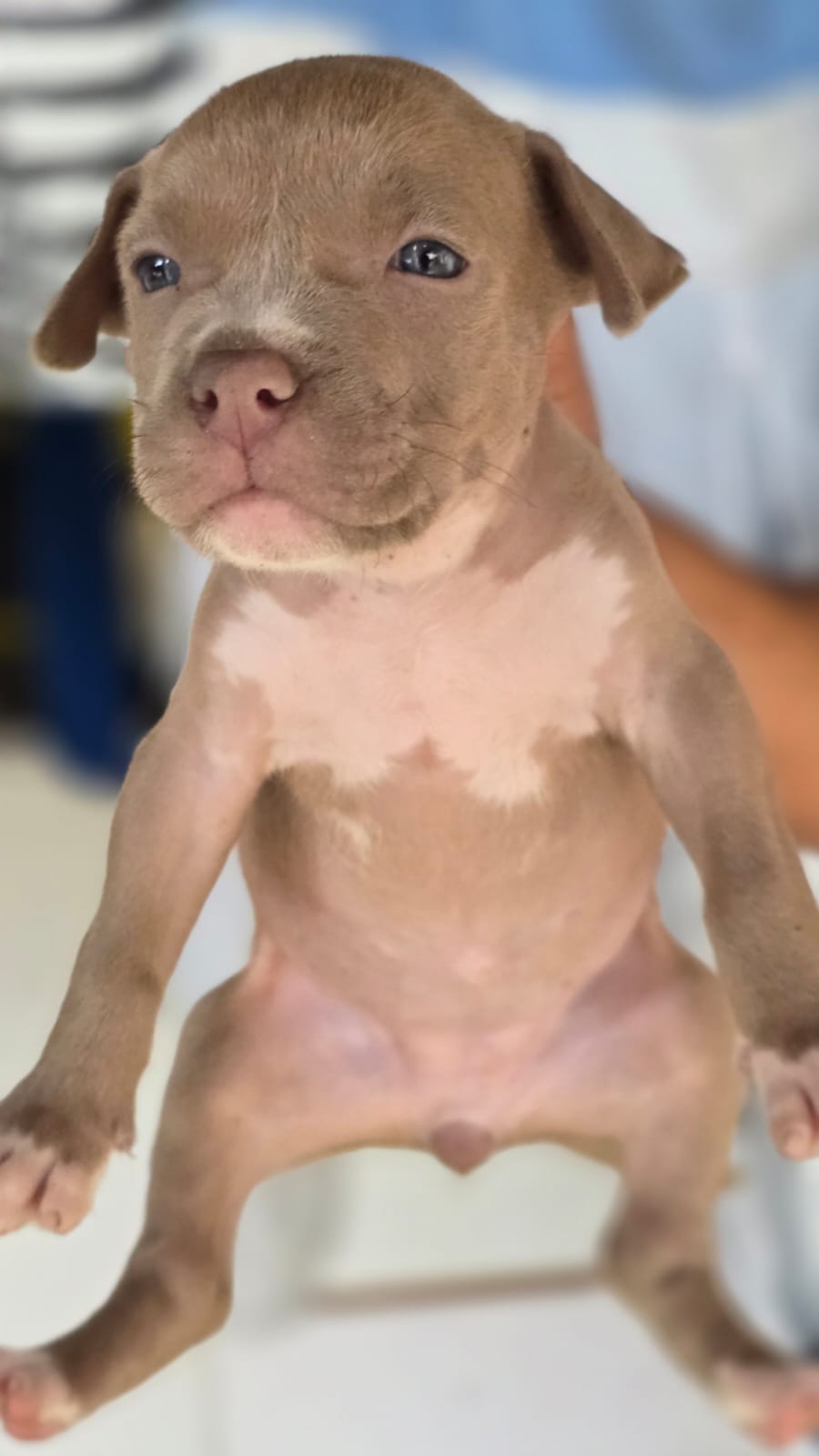 Pitbull Américan bully - Foto 3