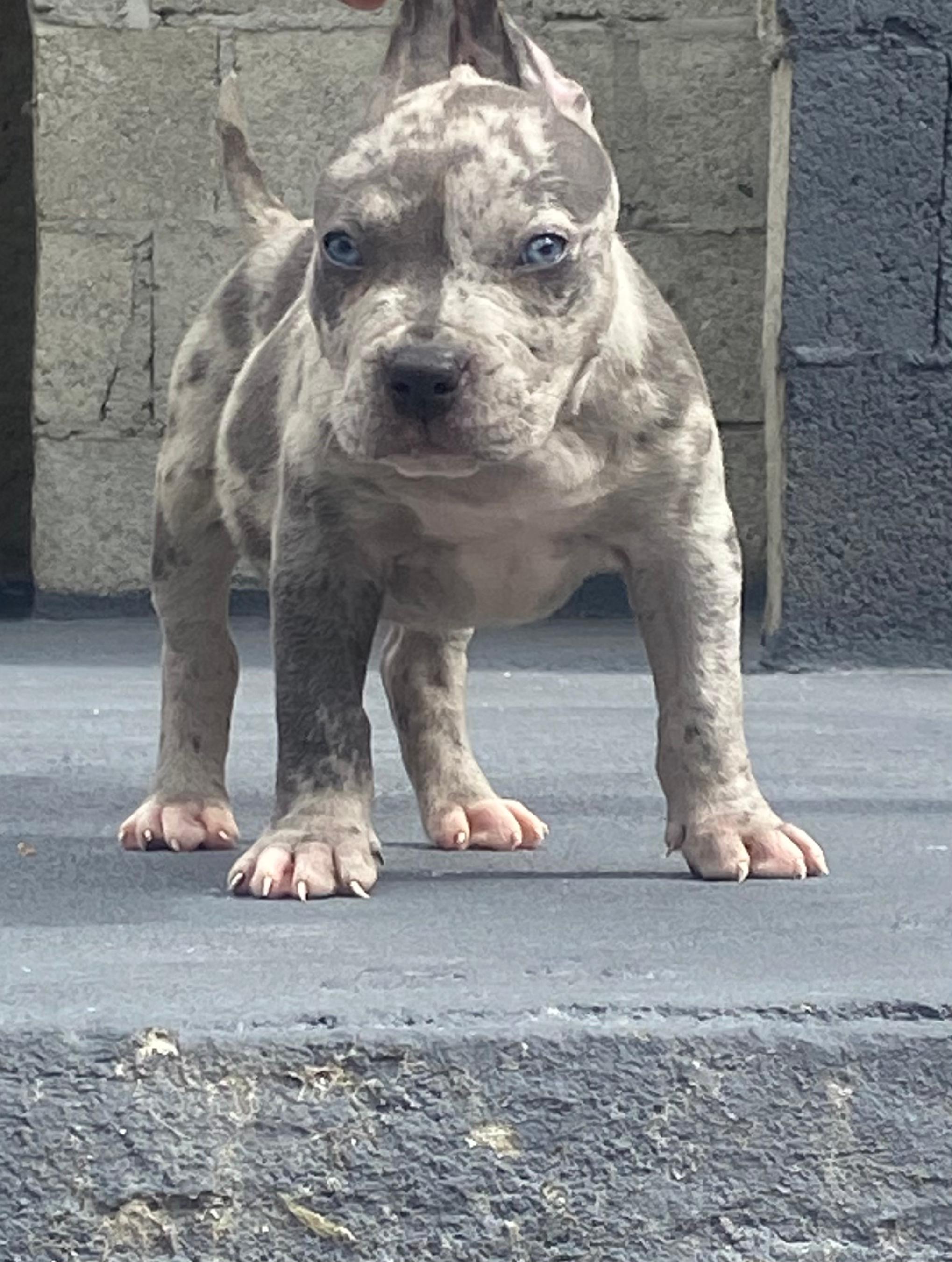 Pitbull - Foto 1