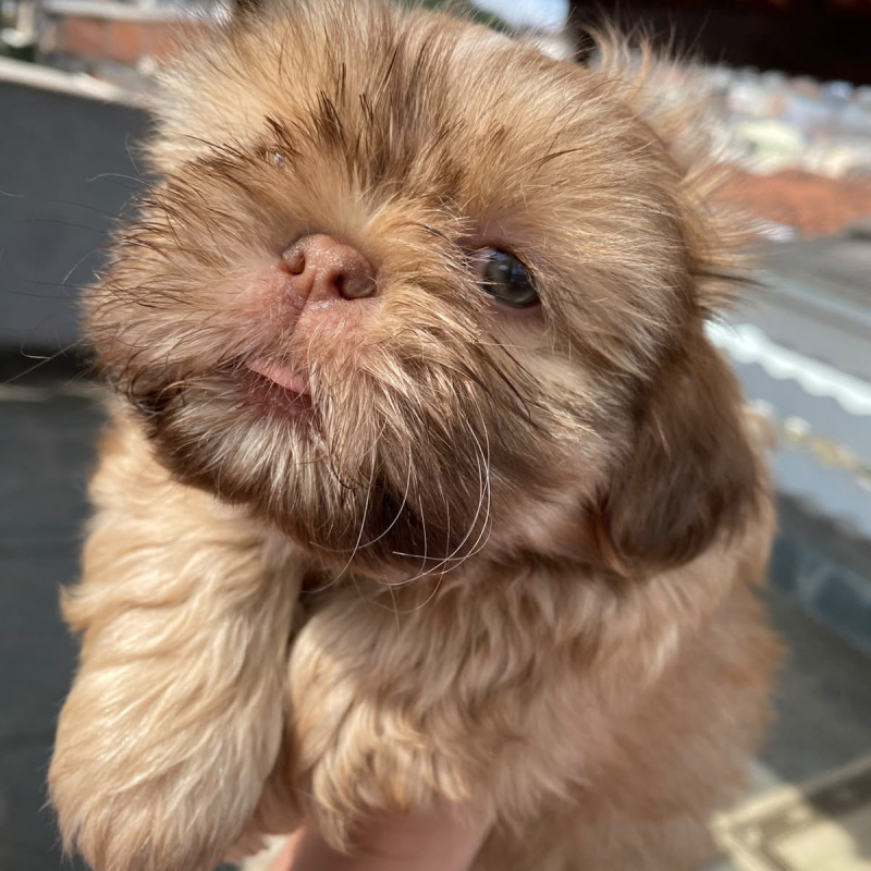 Lindos Filhotes de ShihTzu - Foto 2