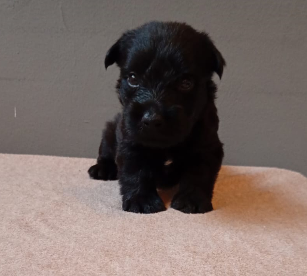Terrier brasileiro - Foto 1