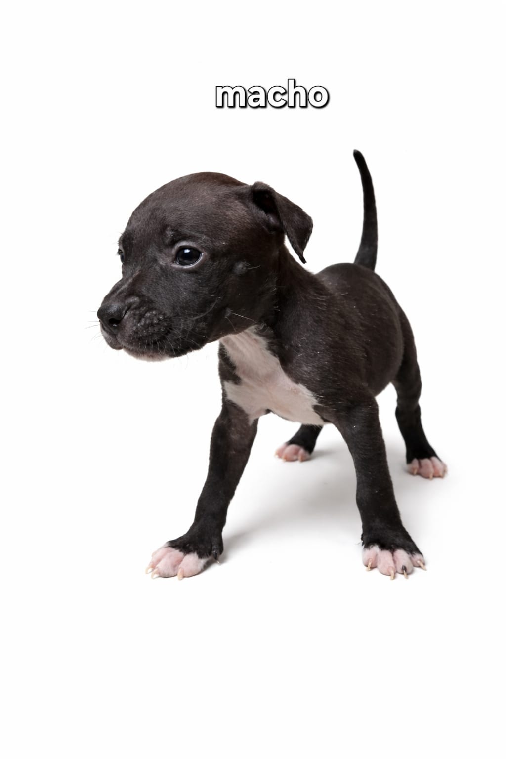 American Bully - Foto 2