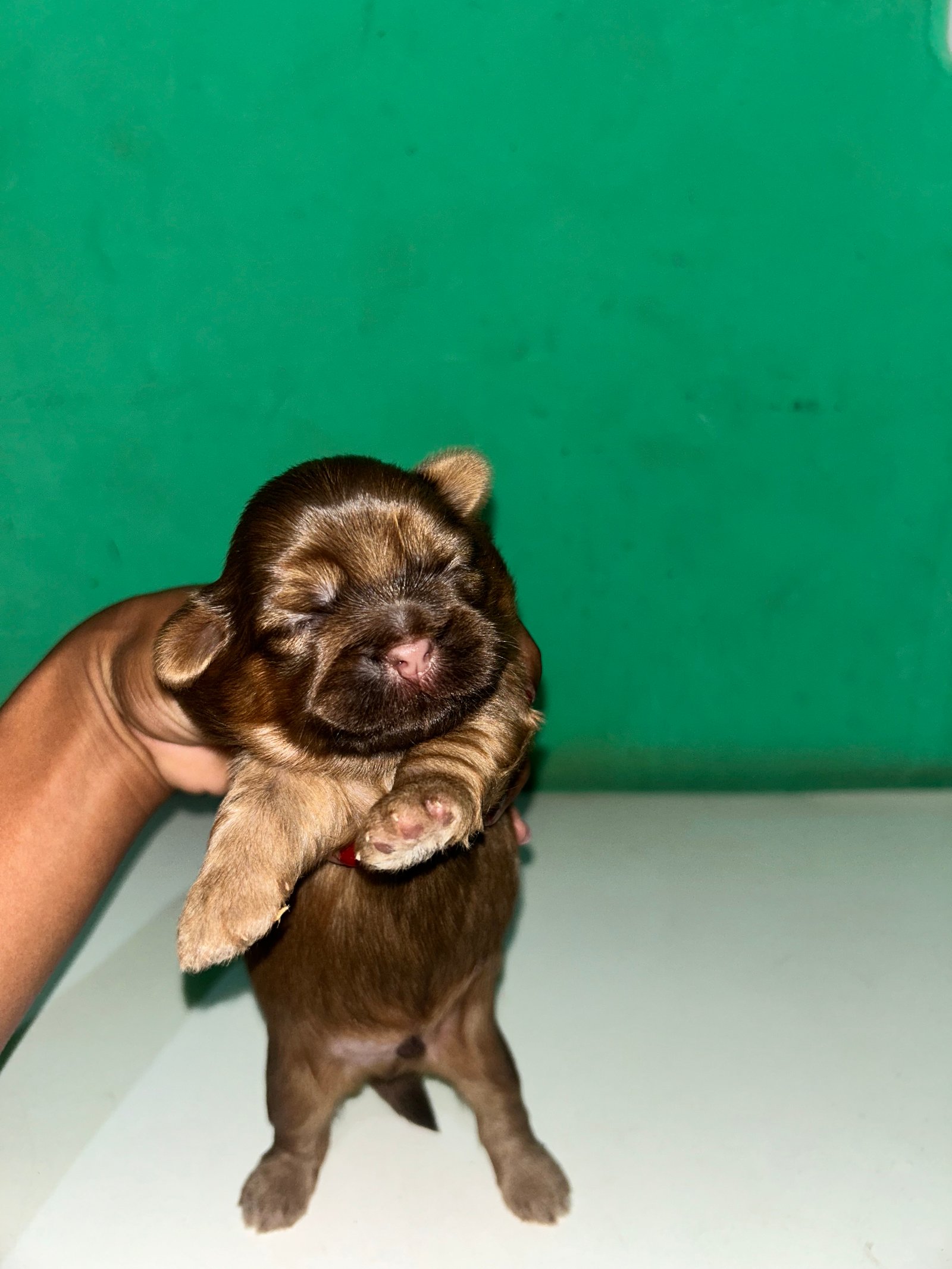 Shih tzu - Foto 3