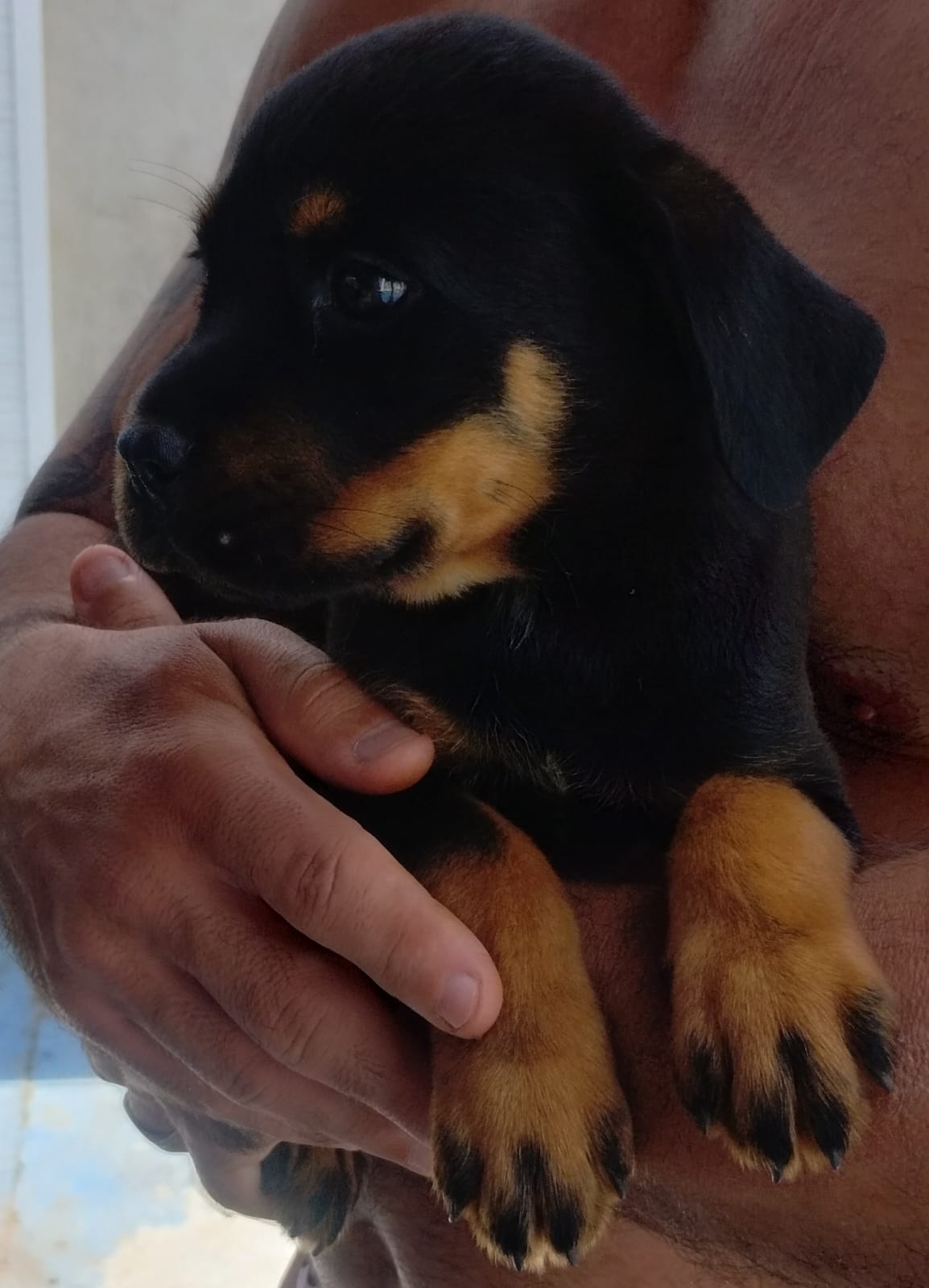 Rottweiler - Foto 3
