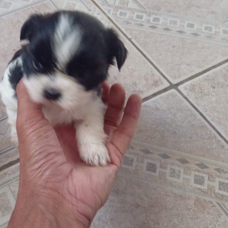 2 lindos filhotes raça Shih Tzu (urgente) - Foto 5