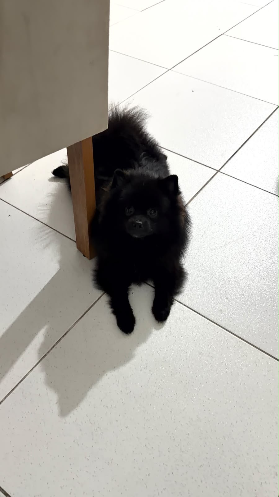 Spitz alemão  - Foto 2