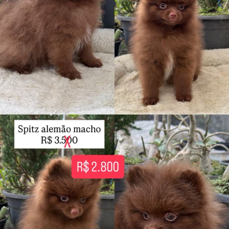 filhotes de spitz alemão machos e femeas - Foto 2