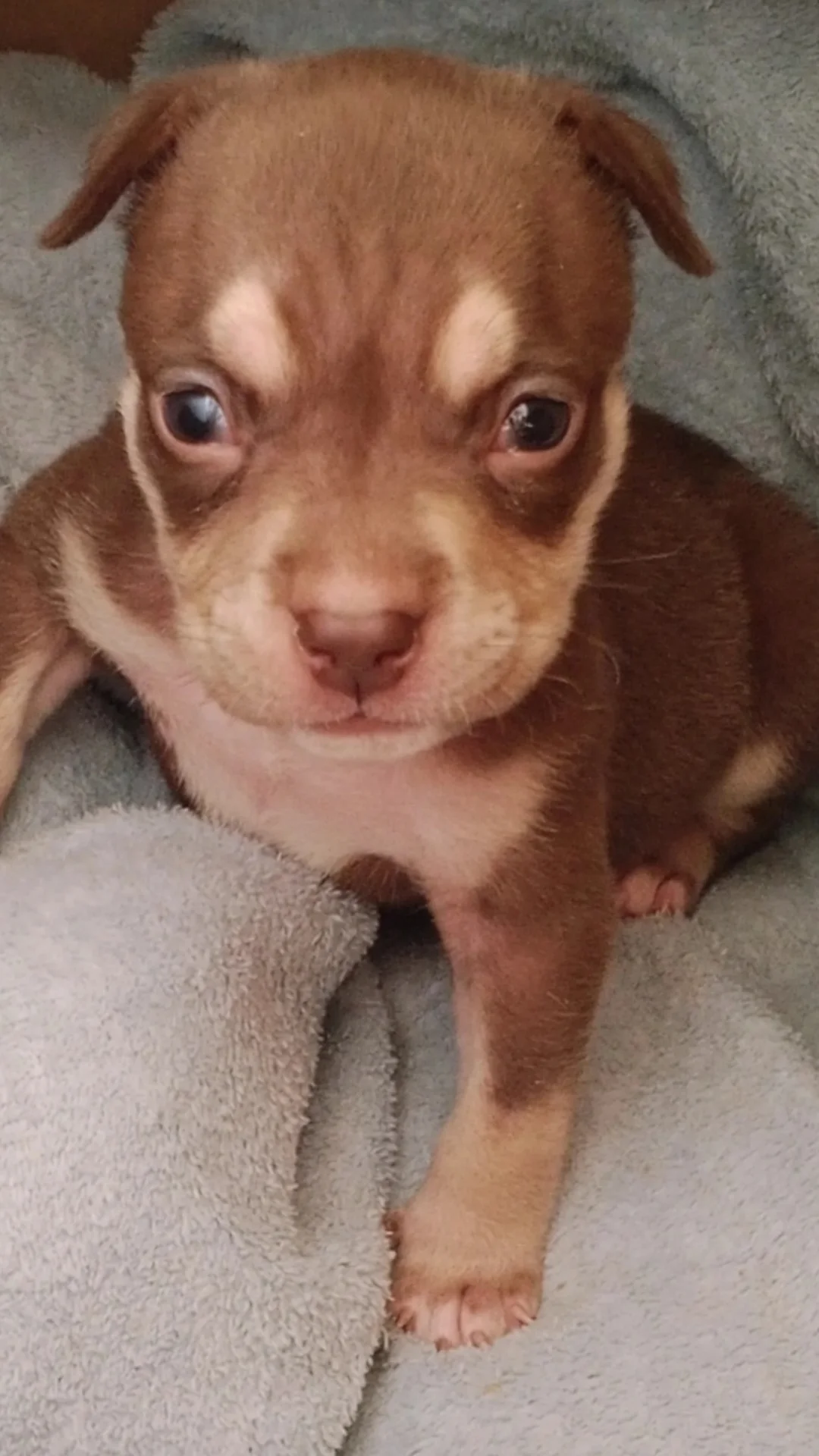 FILHOTES AMERICAN BULLY STANDART - Foto 5