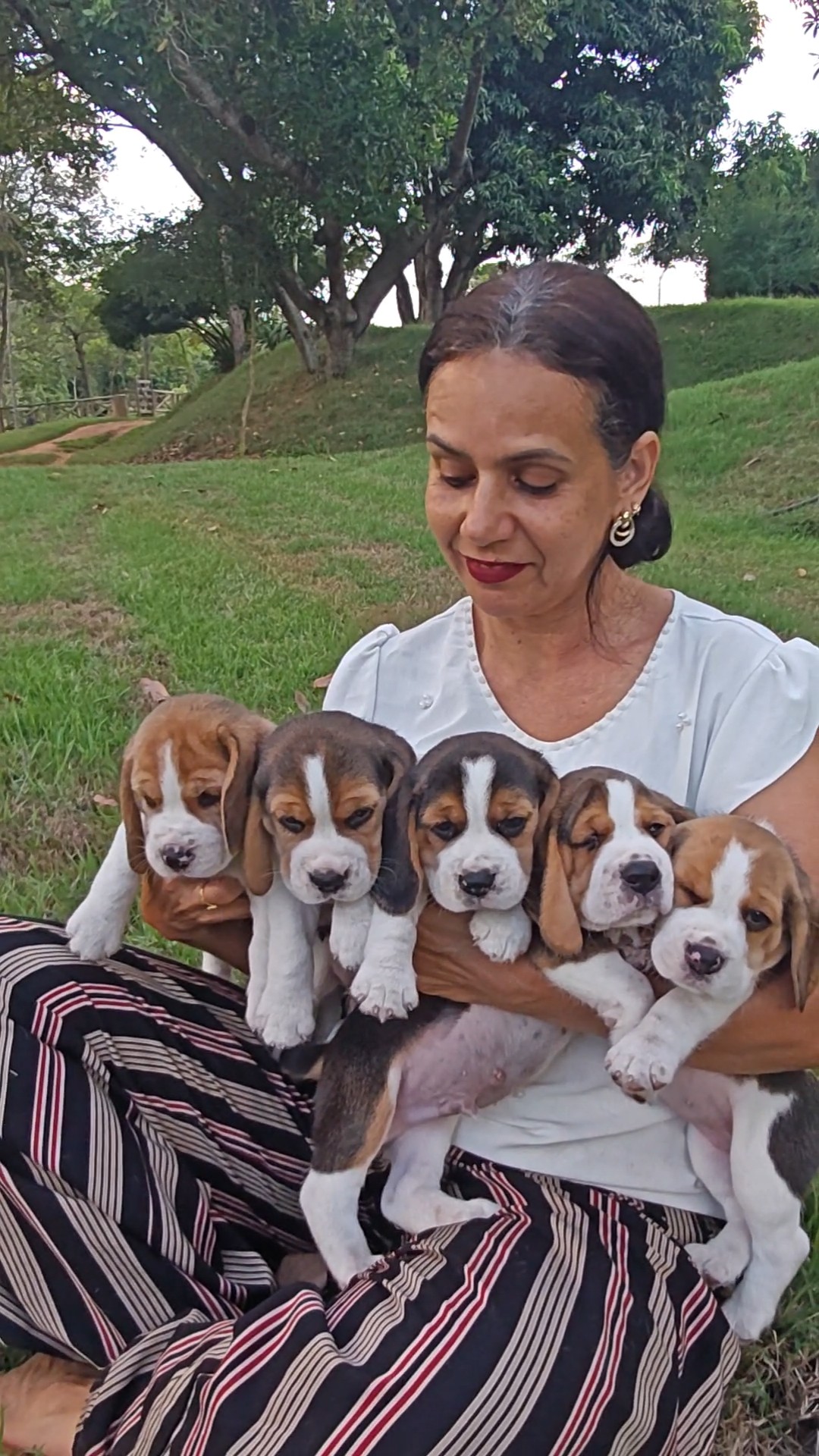 Beagle - Foto 1