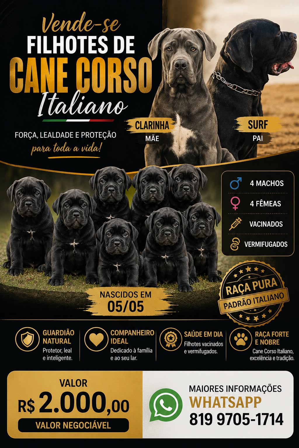 Cane corso  - Foto 1