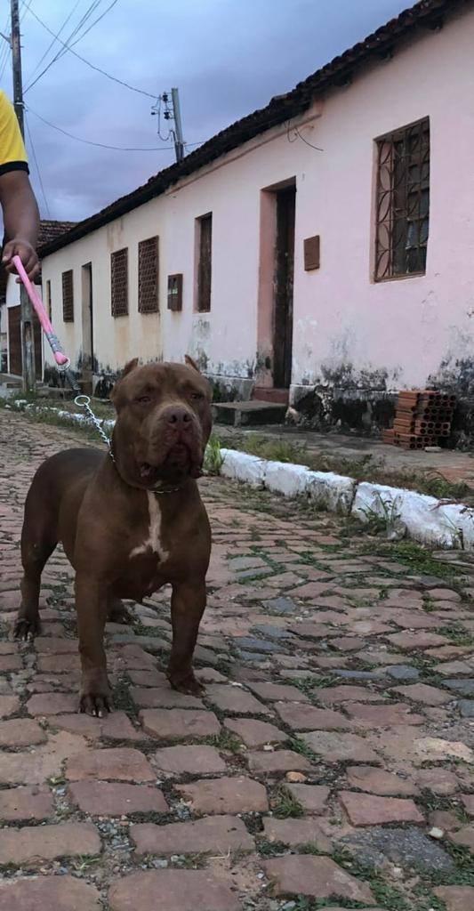 vendo pit monster femea  - Foto 1