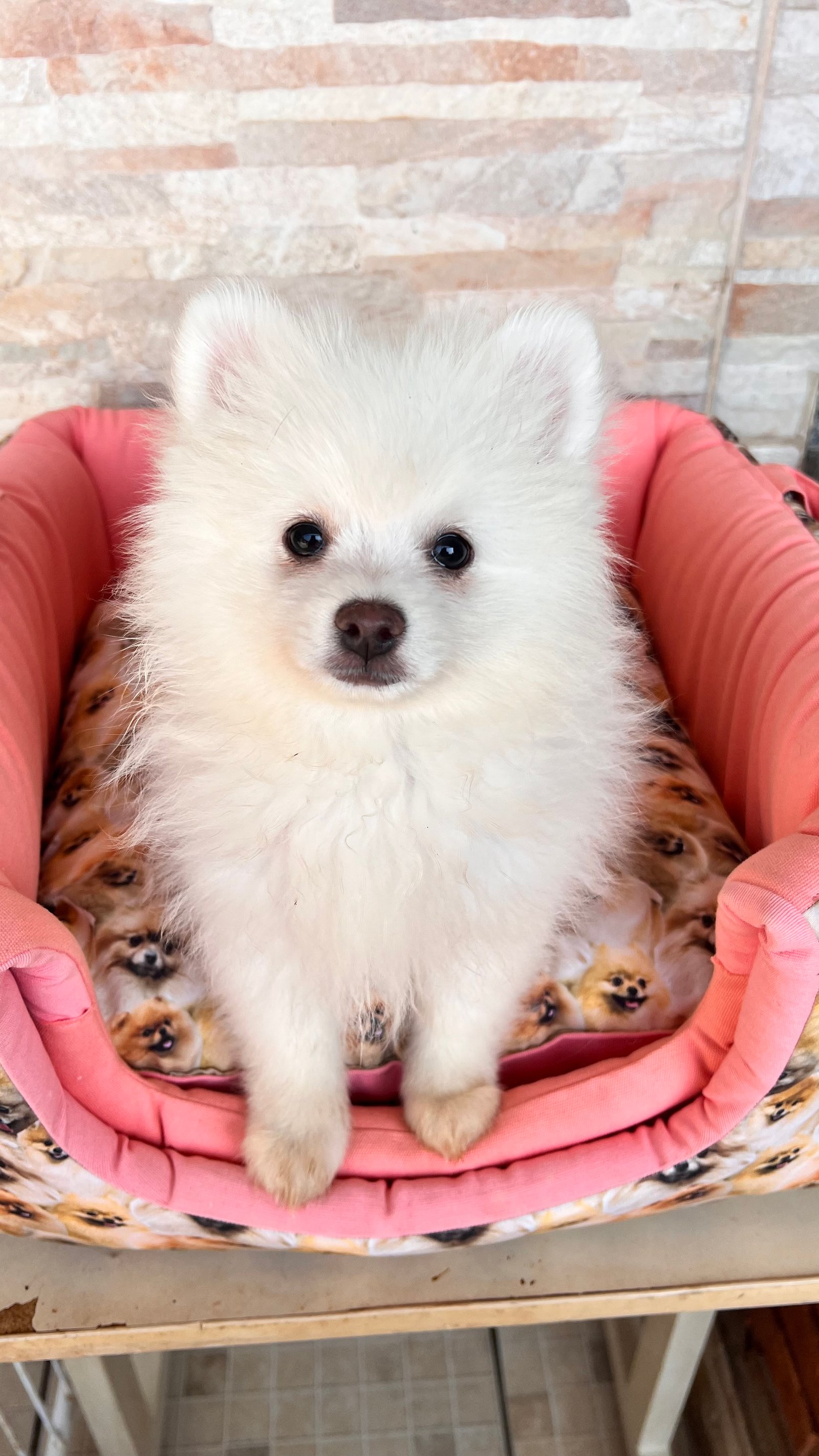 Vendo filhote de Spitz alemão,macho e fêmea  - Foto 3