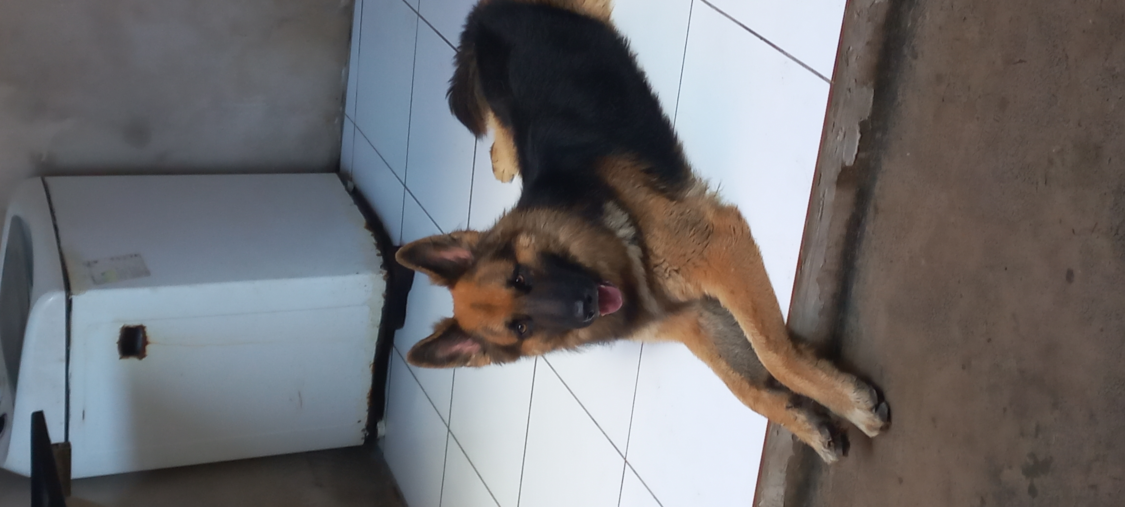 Vendo pastor alemão  capa preta puro  - Foto 3
