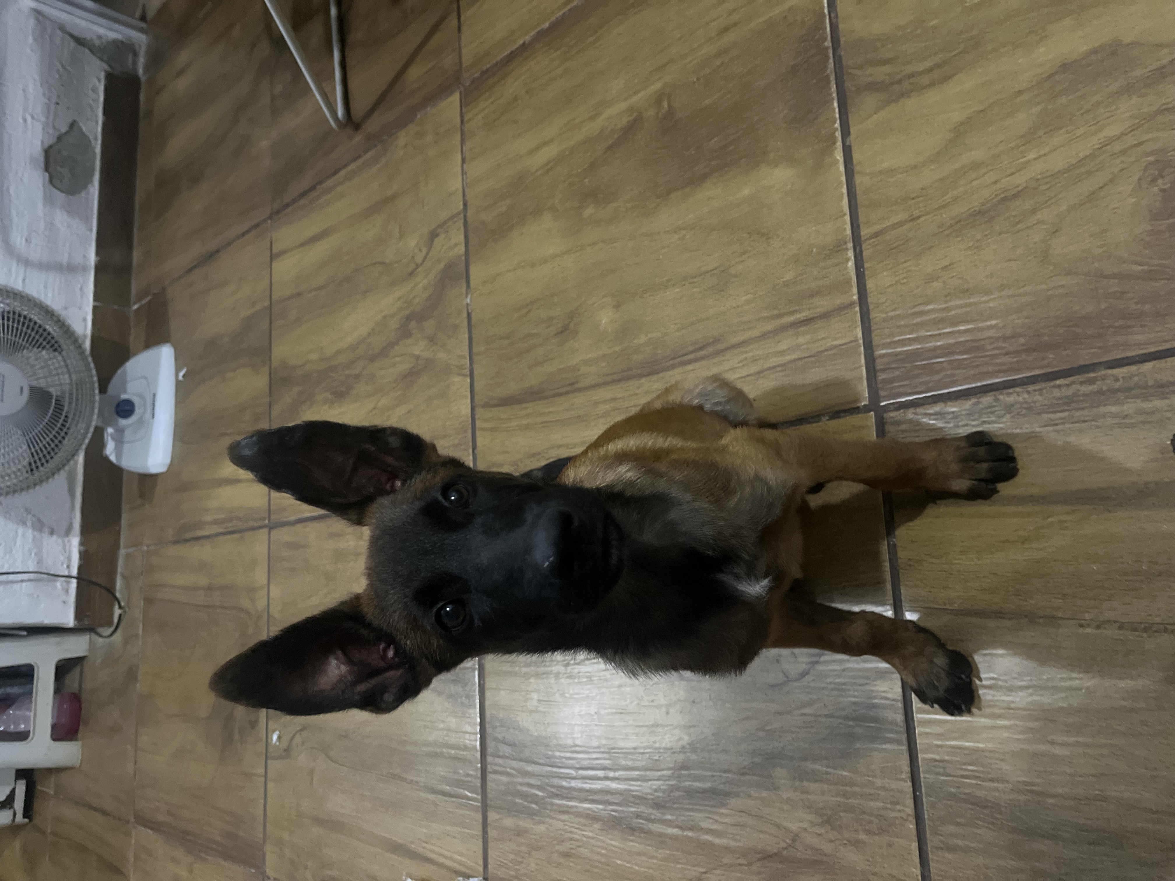 Pastor belga malinois - Foto 1