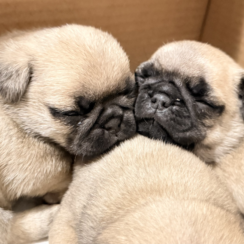 Filhotes de Pug - Foto 5