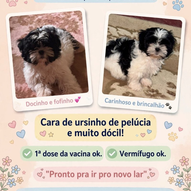 Vendo filhote shitzu macho :) - Foto 1