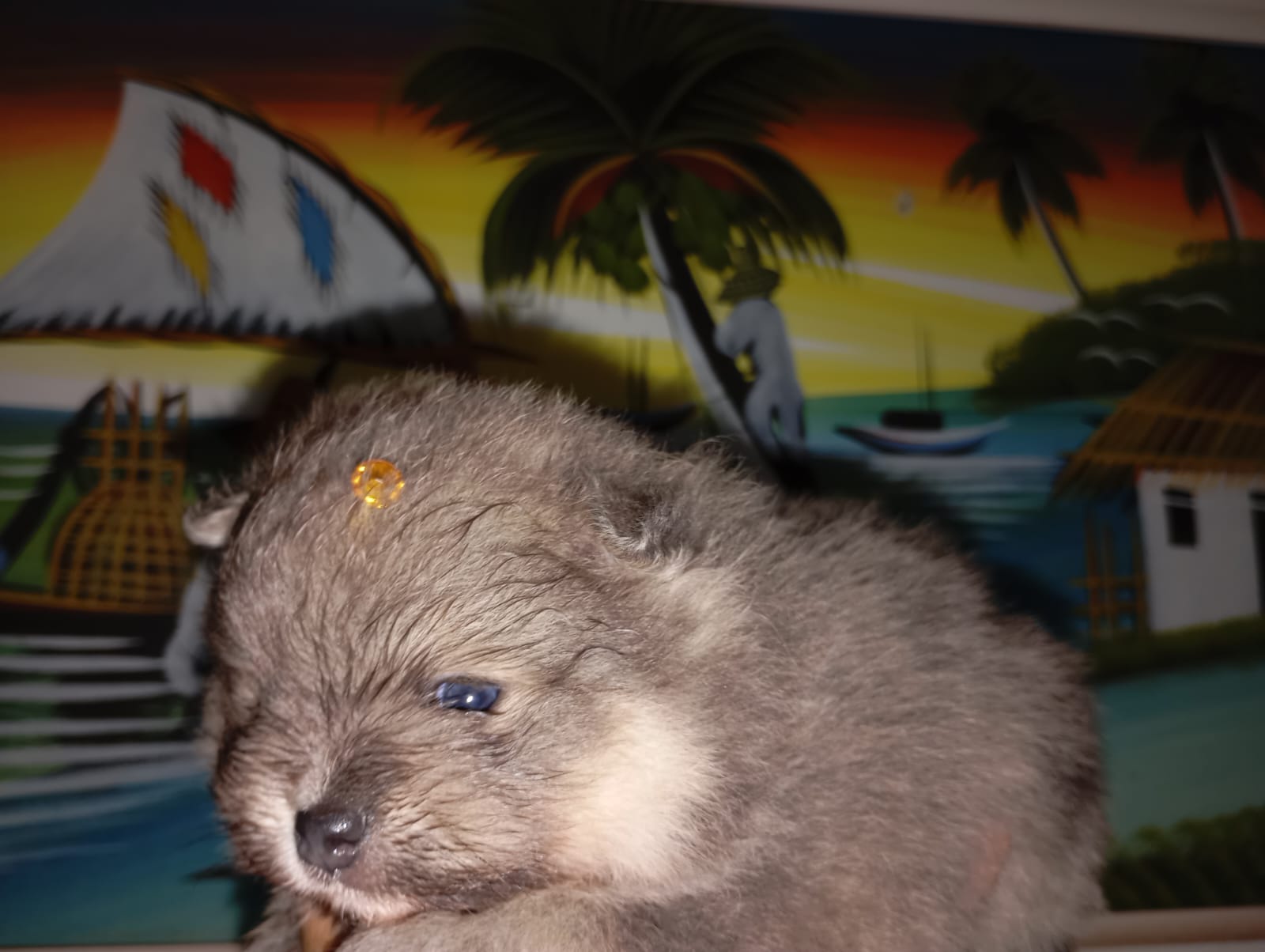 Spitz alemão  - Foto 1
