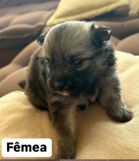 Filhotes de Lulu da Pomerânia - Foto 3